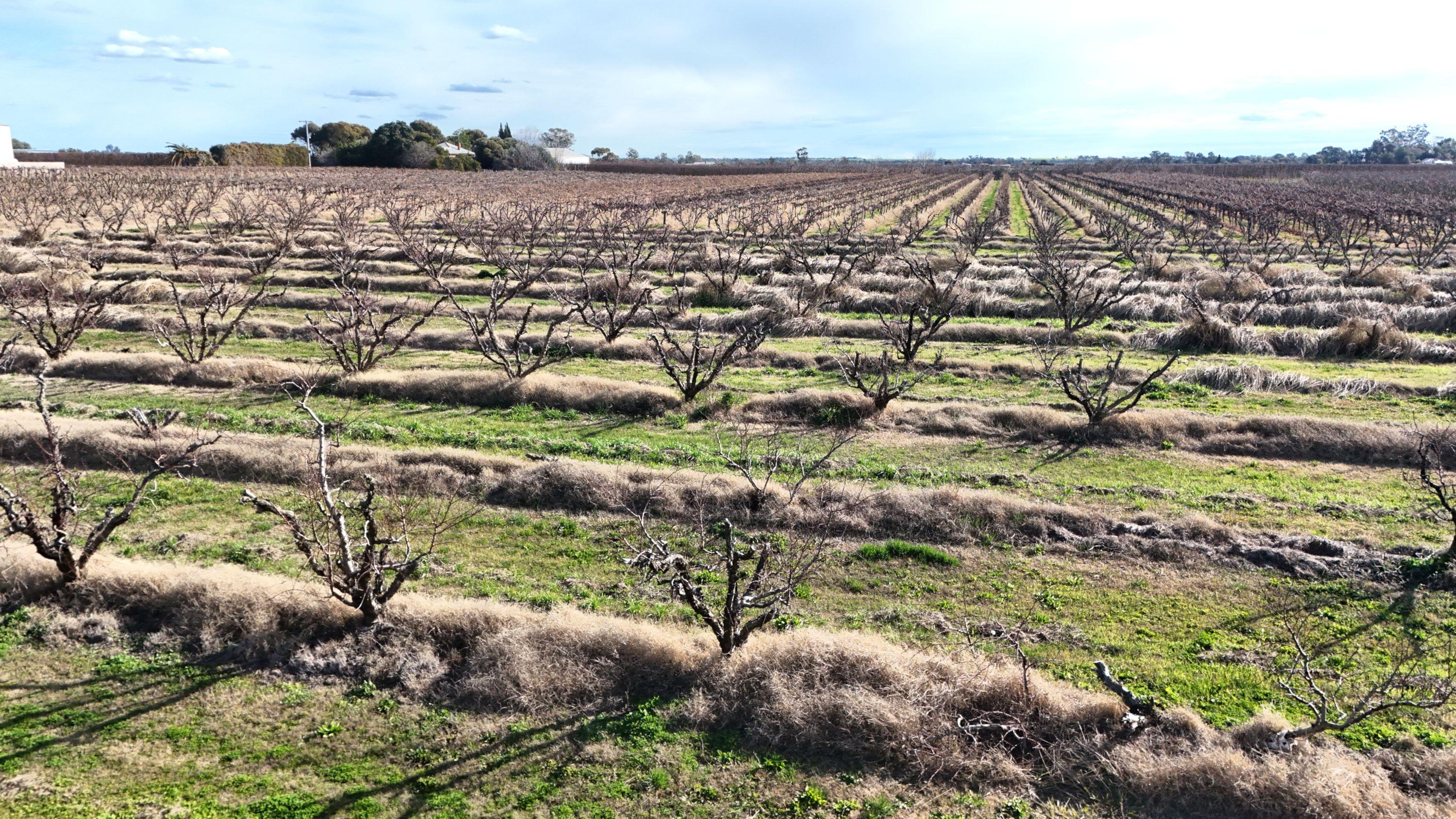 Mixed Farming for Sale: Woorinen North, VIC 3589, VIC, 3589
