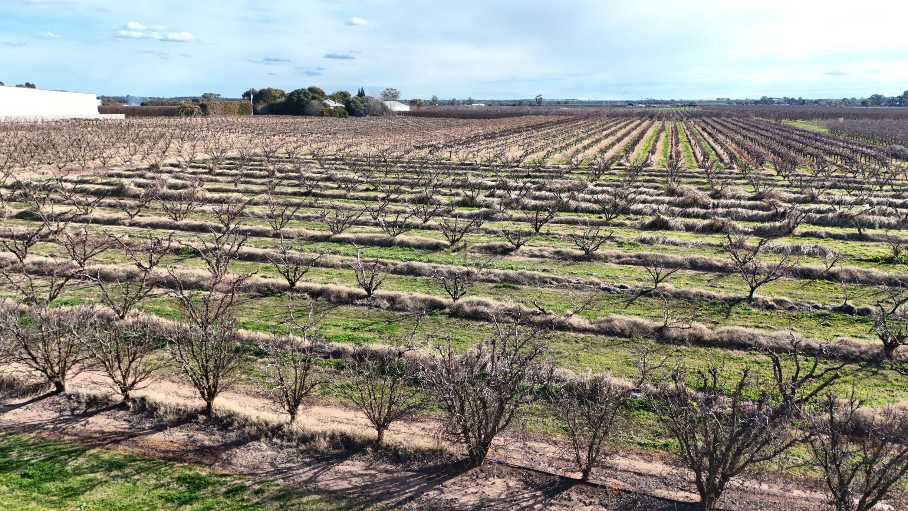 Mixed Farming for Sale: Woorinen North, VIC 3589, VIC, 3589