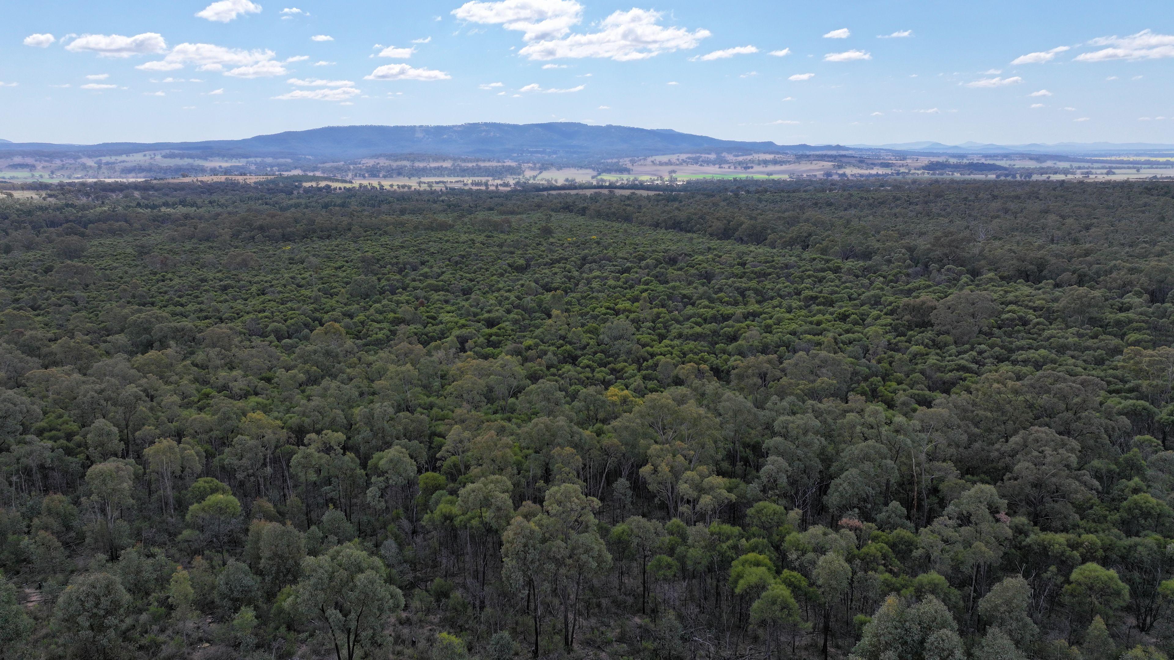 Lifestyle for Sale: Tambar Springs, NSW 2381, NSW, 2381
