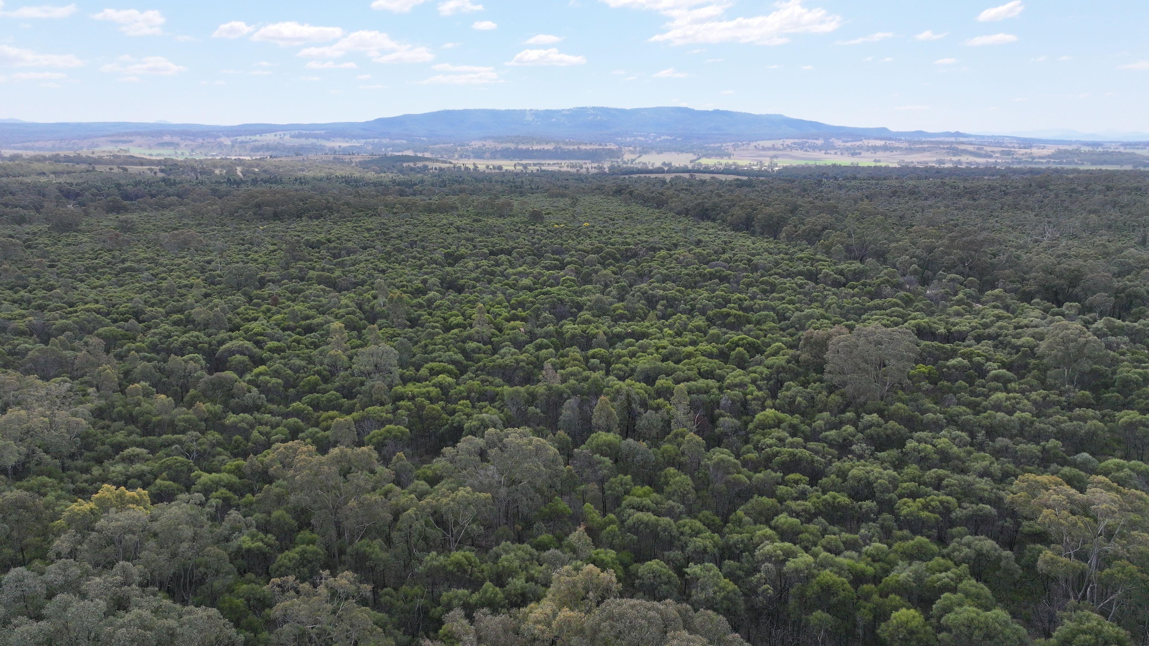 Lifestyle for Sale: Tambar Springs, NSW 2381, NSW, 2381
