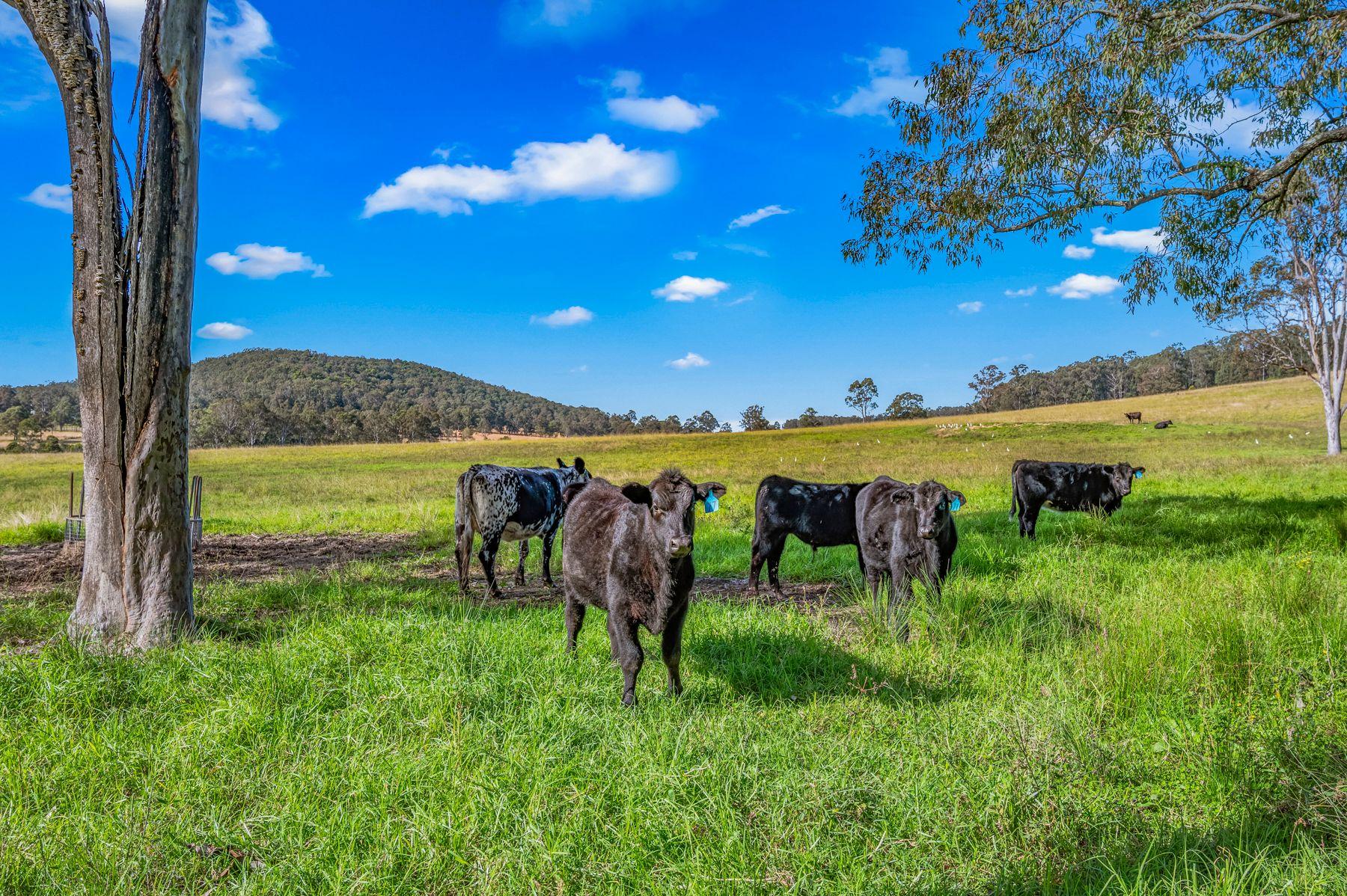 Lifestyle for Sale: Nabiac, NSW 2312, NSW, 2312