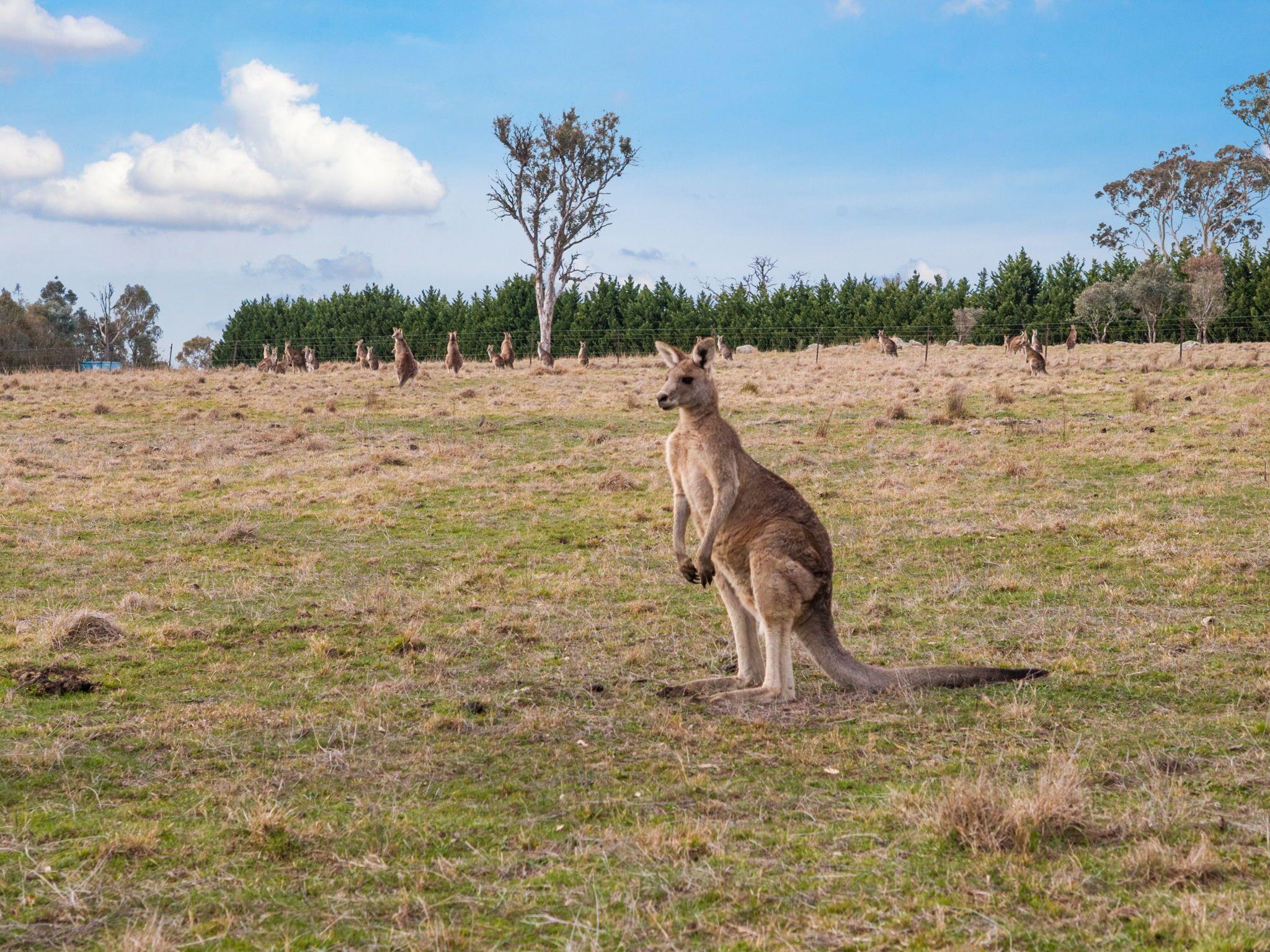Land for Sale: Murrumbateman, NSW 2582, NSW, 2582
