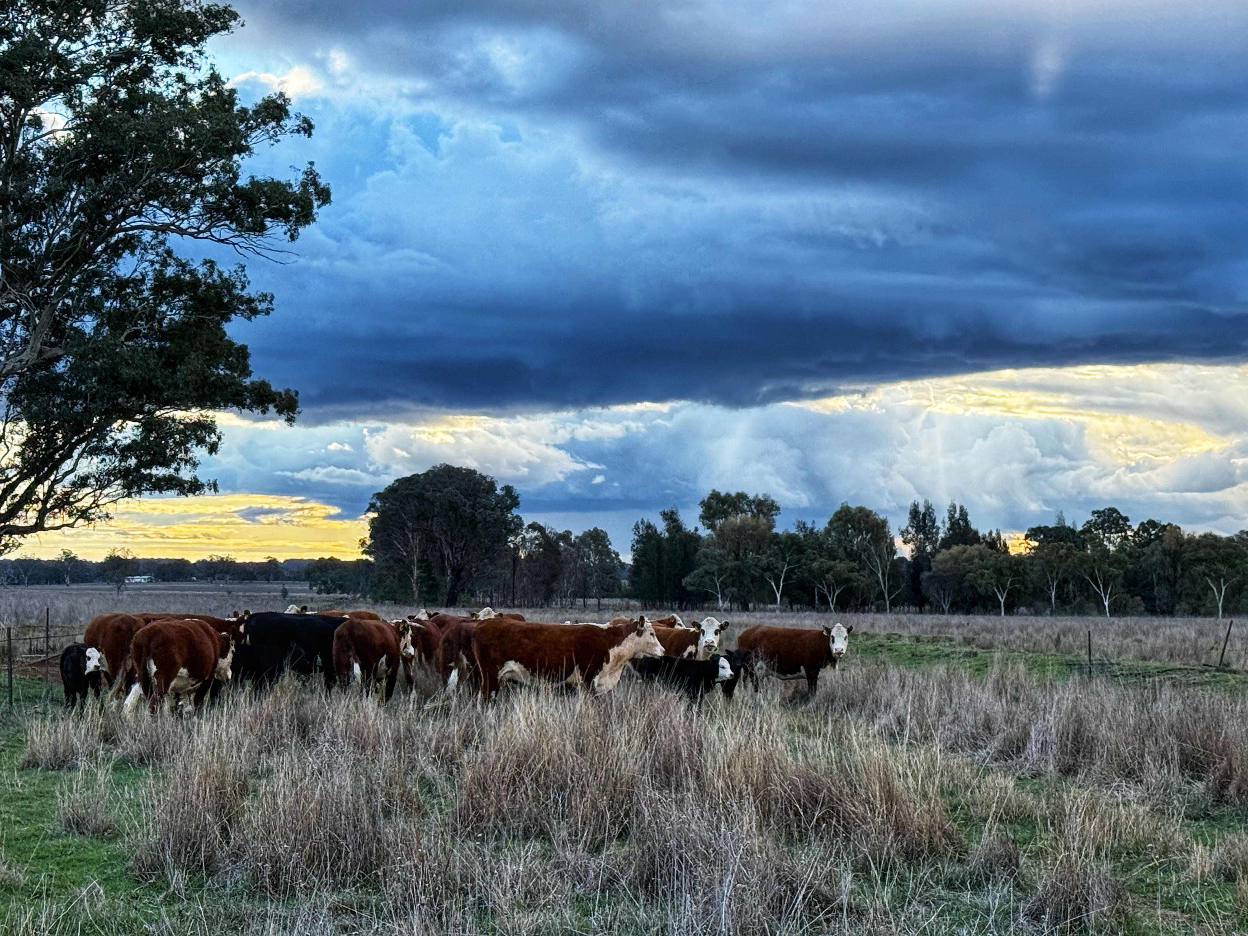 Prop-GPT: Cropping: NSW Parkes, NSW 2870 Rural