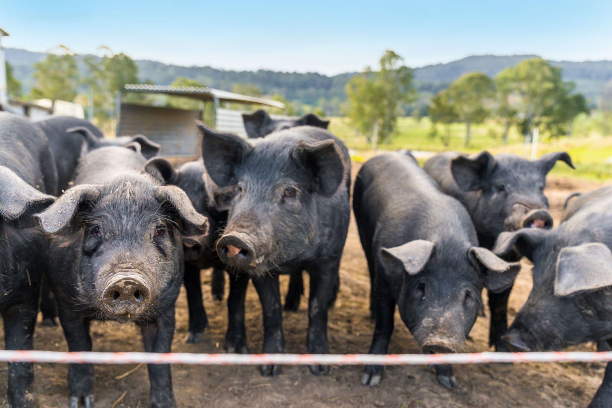 Mixed Farming for Sale: Old Bonalbo, NSW 2469, NSW, 2469