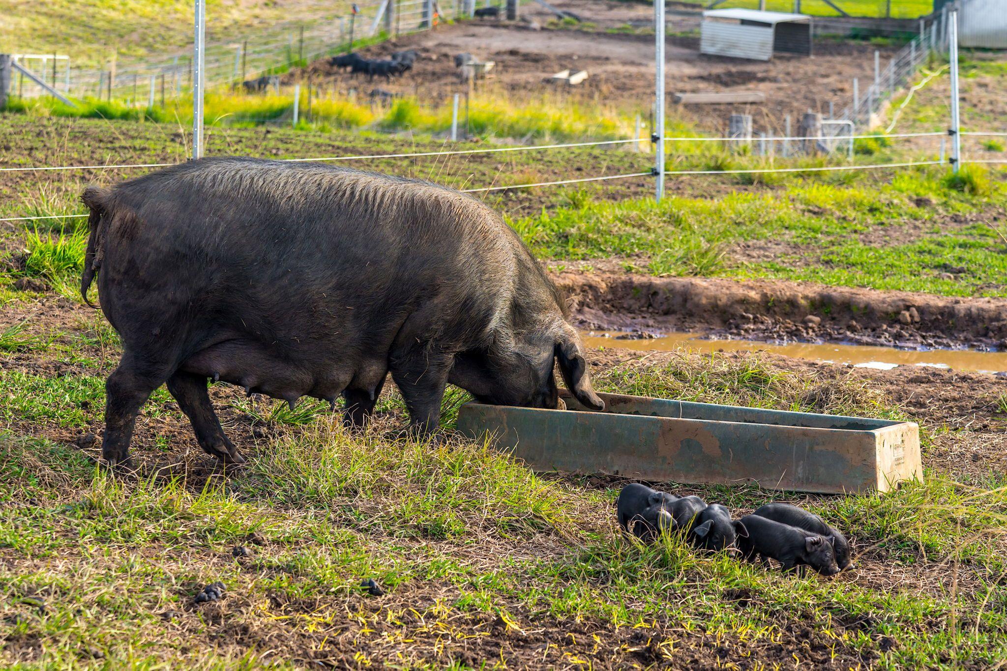 Mixed Farming for Sale: Old Bonalbo, NSW 2469, NSW, 2469