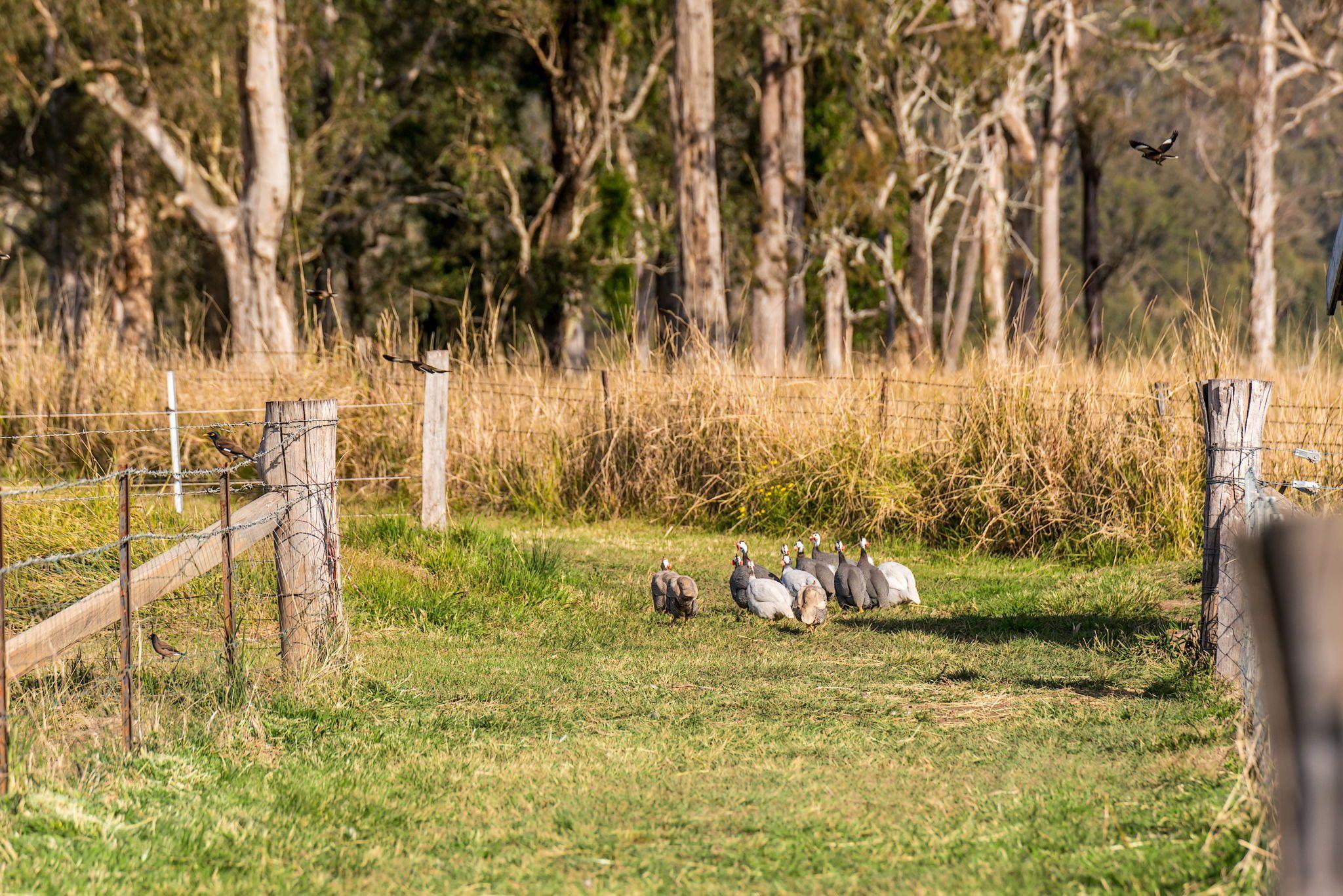 Mixed Farming for Sale: Old Bonalbo, NSW 2469, NSW, 2469