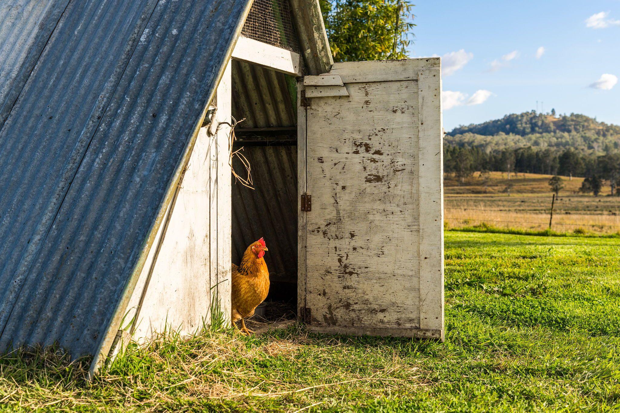 Mixed Farming for Sale: Old Bonalbo, NSW 2469, NSW, 2469