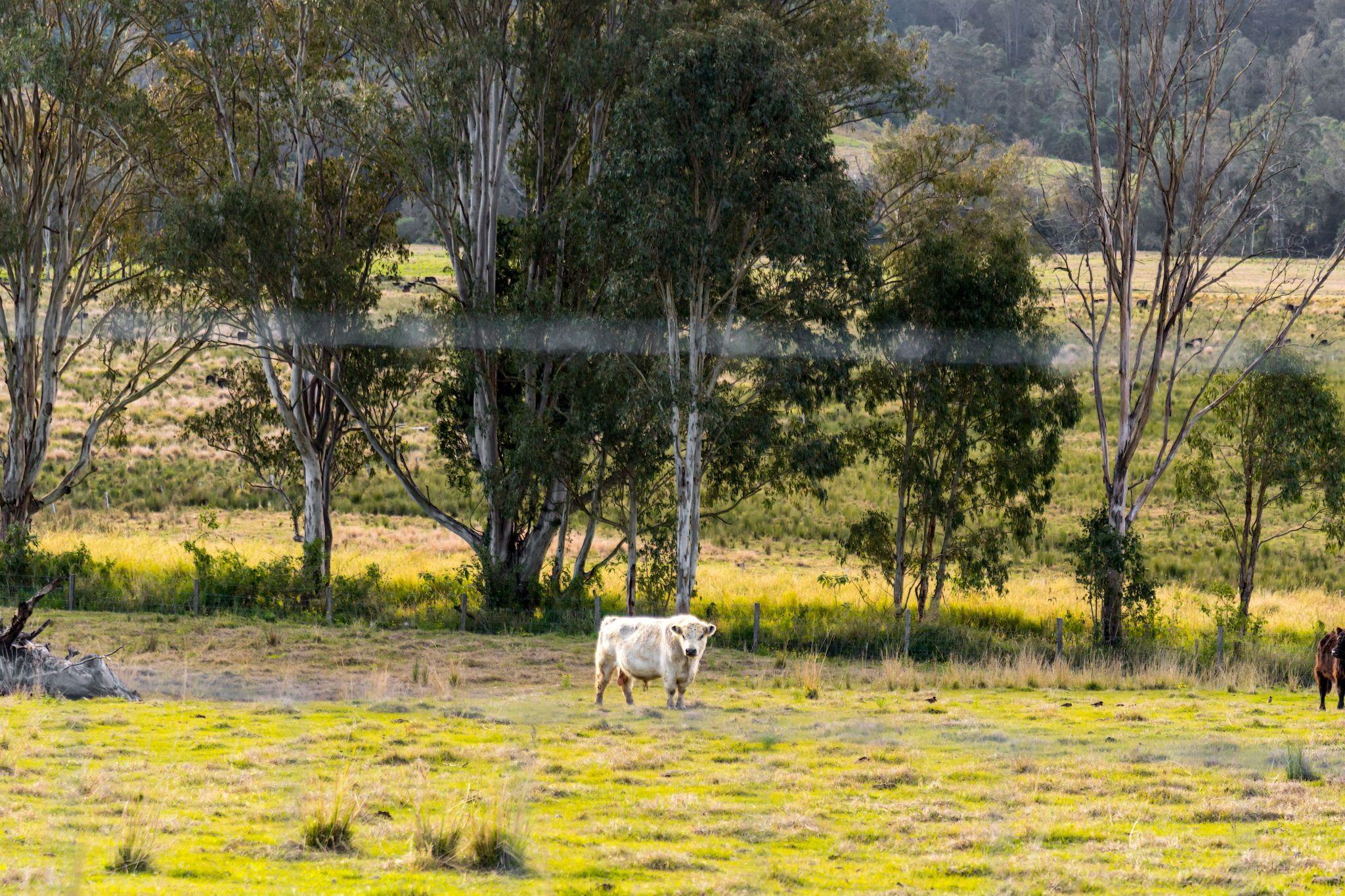 Mixed Farming for Sale: Old Bonalbo, NSW 2469, NSW, 2469