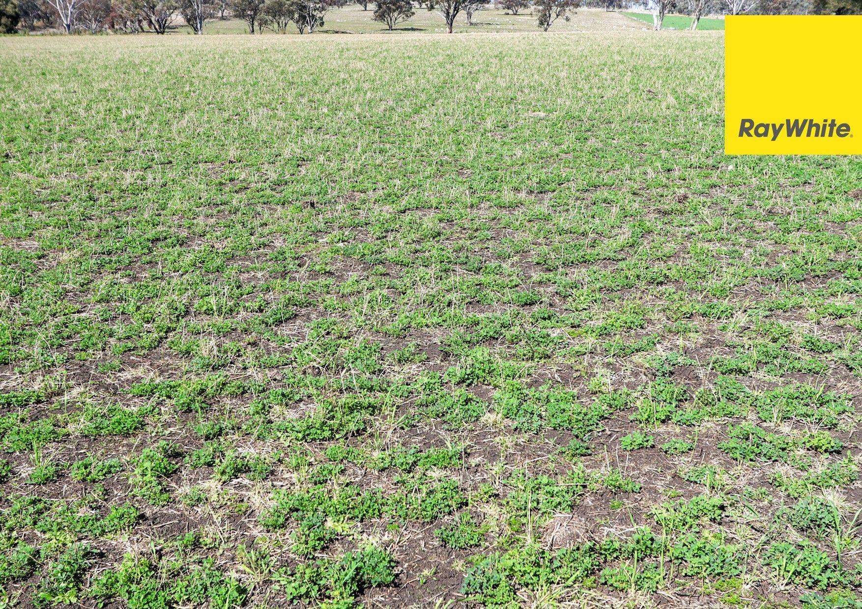 Lifestyle for Sale: Inverell, NSW 2360, NSW, 2360