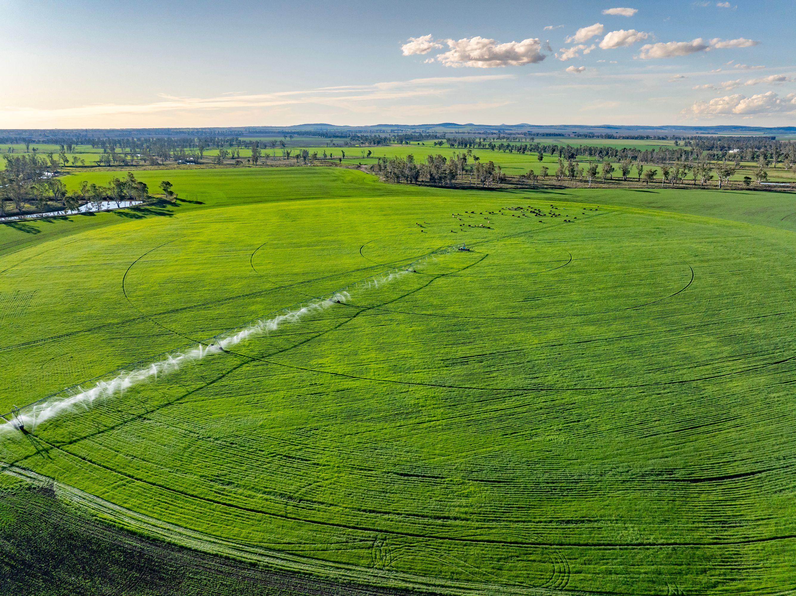 Cropping for Sale: Ellangowan, QLD 4361, QLD, 4361