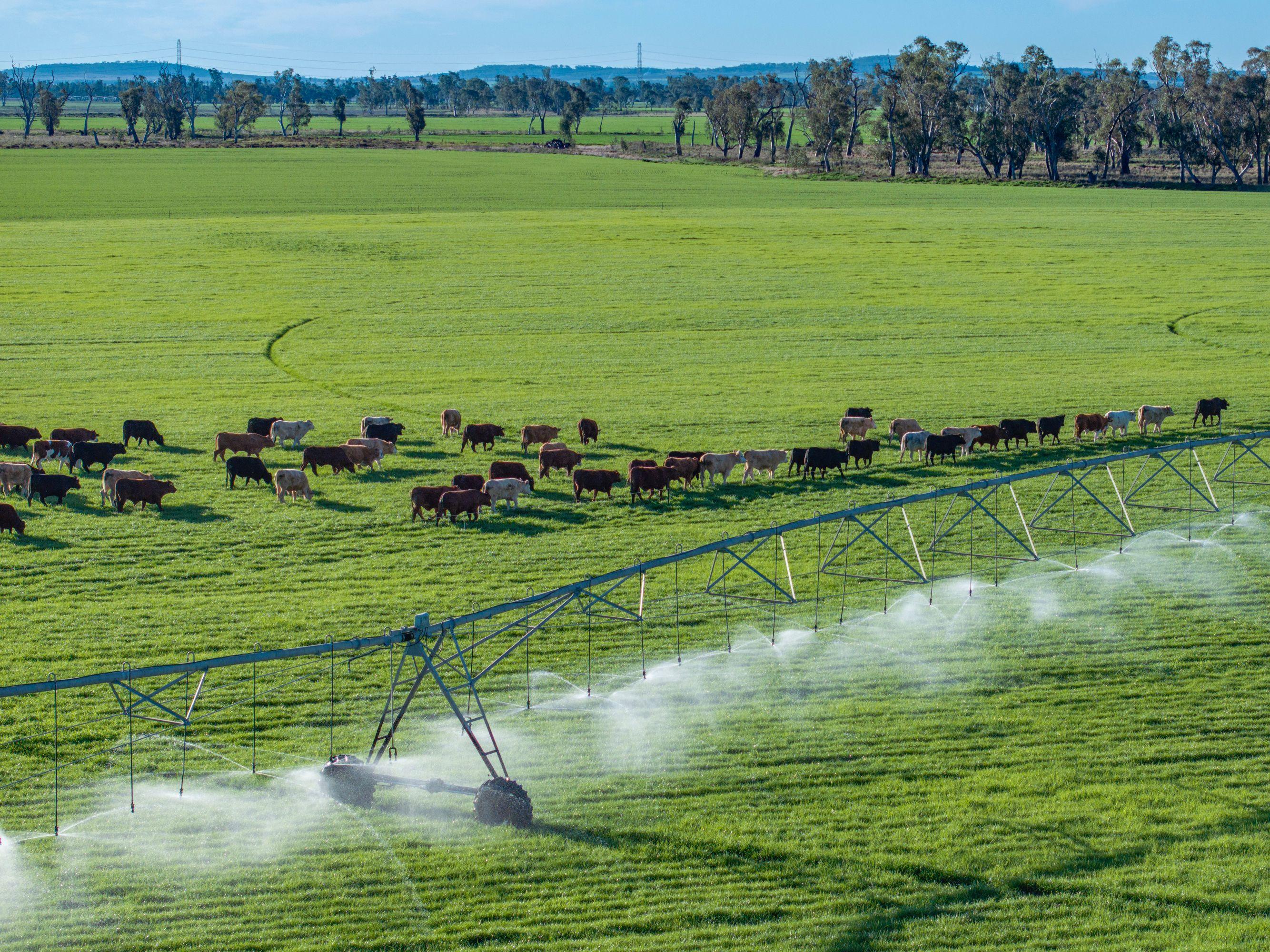 Cropping for Sale: Ellangowan, QLD 4361, QLD, 4361