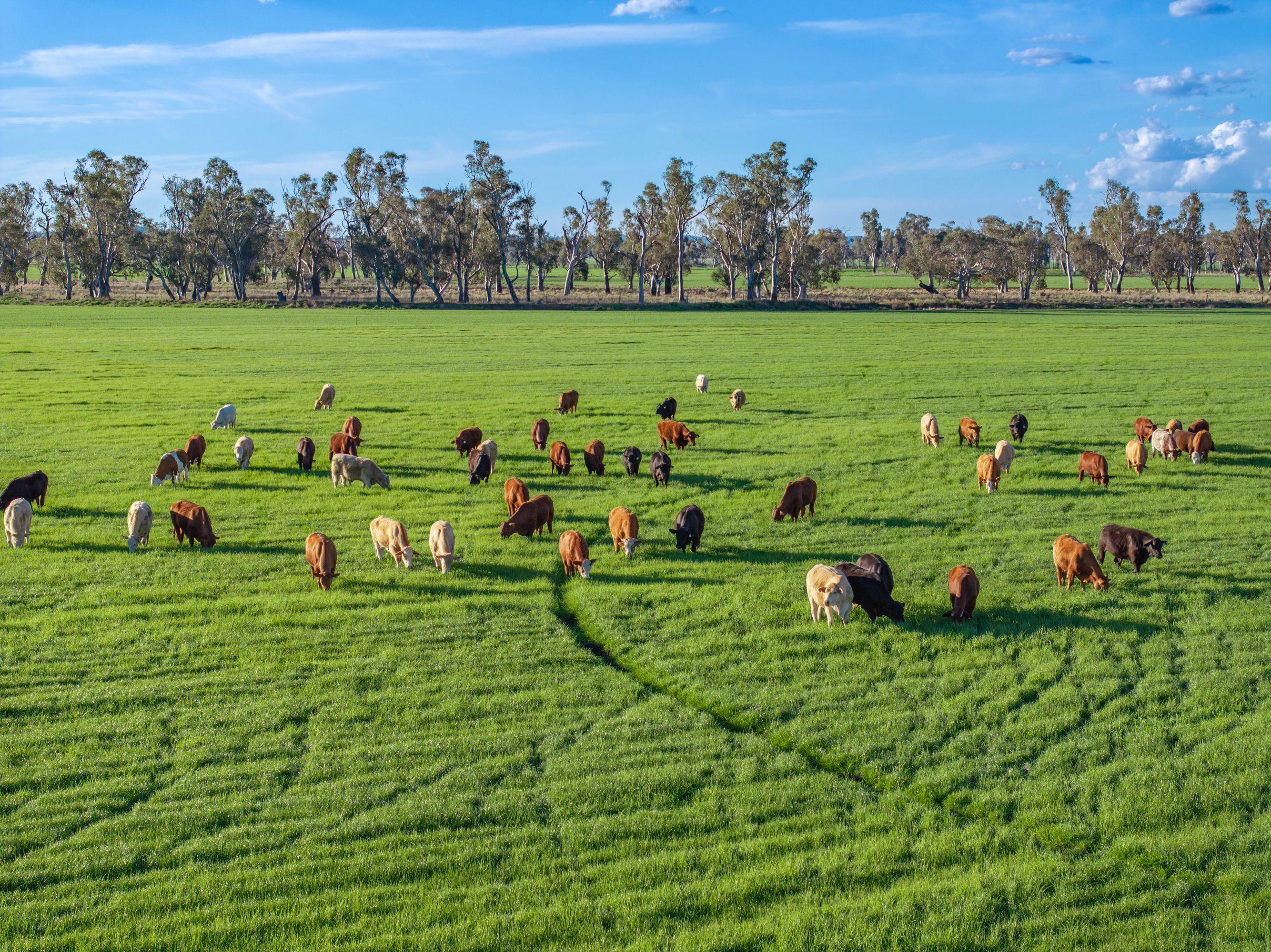 Cropping for Sale: Ellangowan, QLD 4361, QLD, 4361