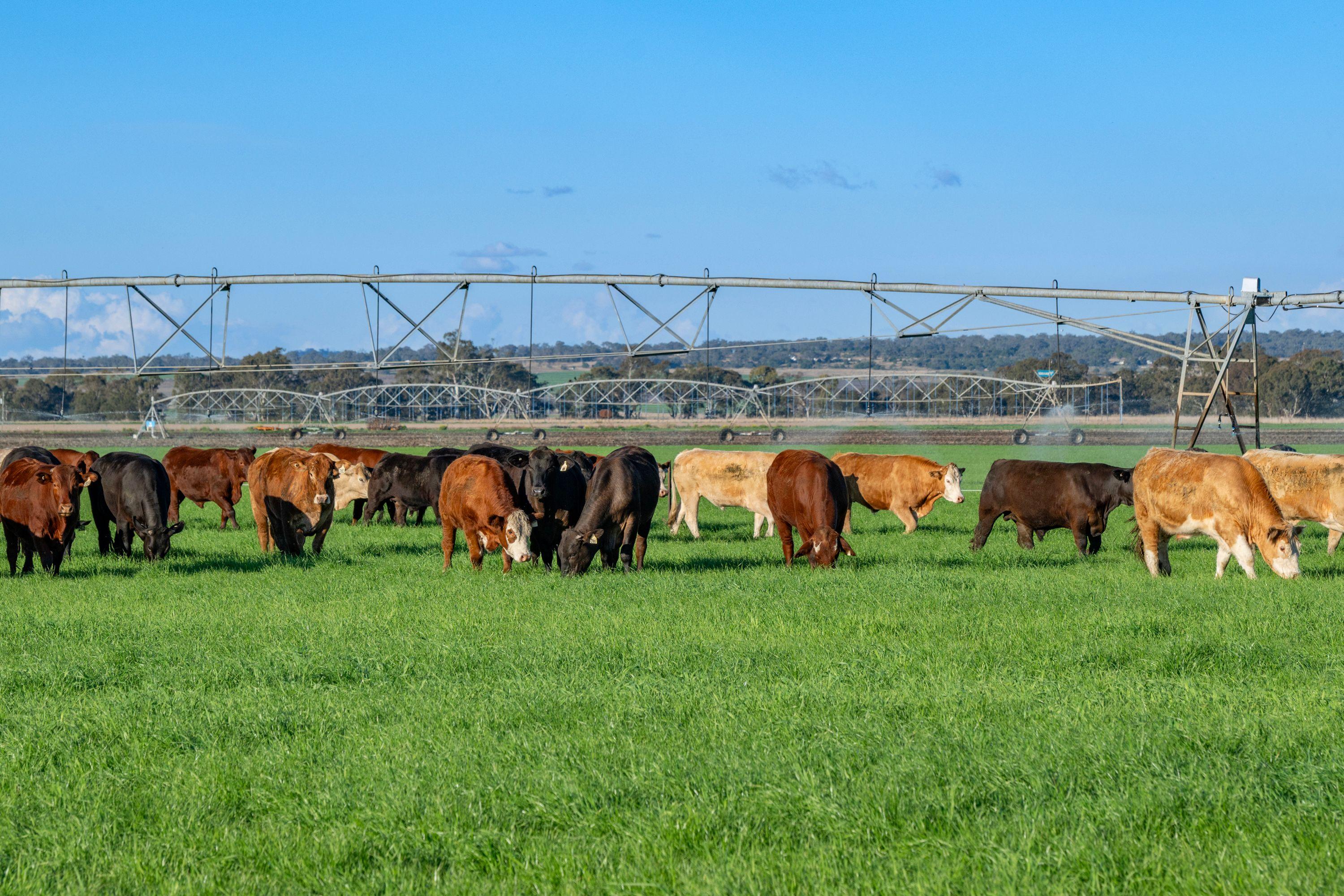 Cropping for Sale: Ellangowan, QLD 4361, QLD, 4361