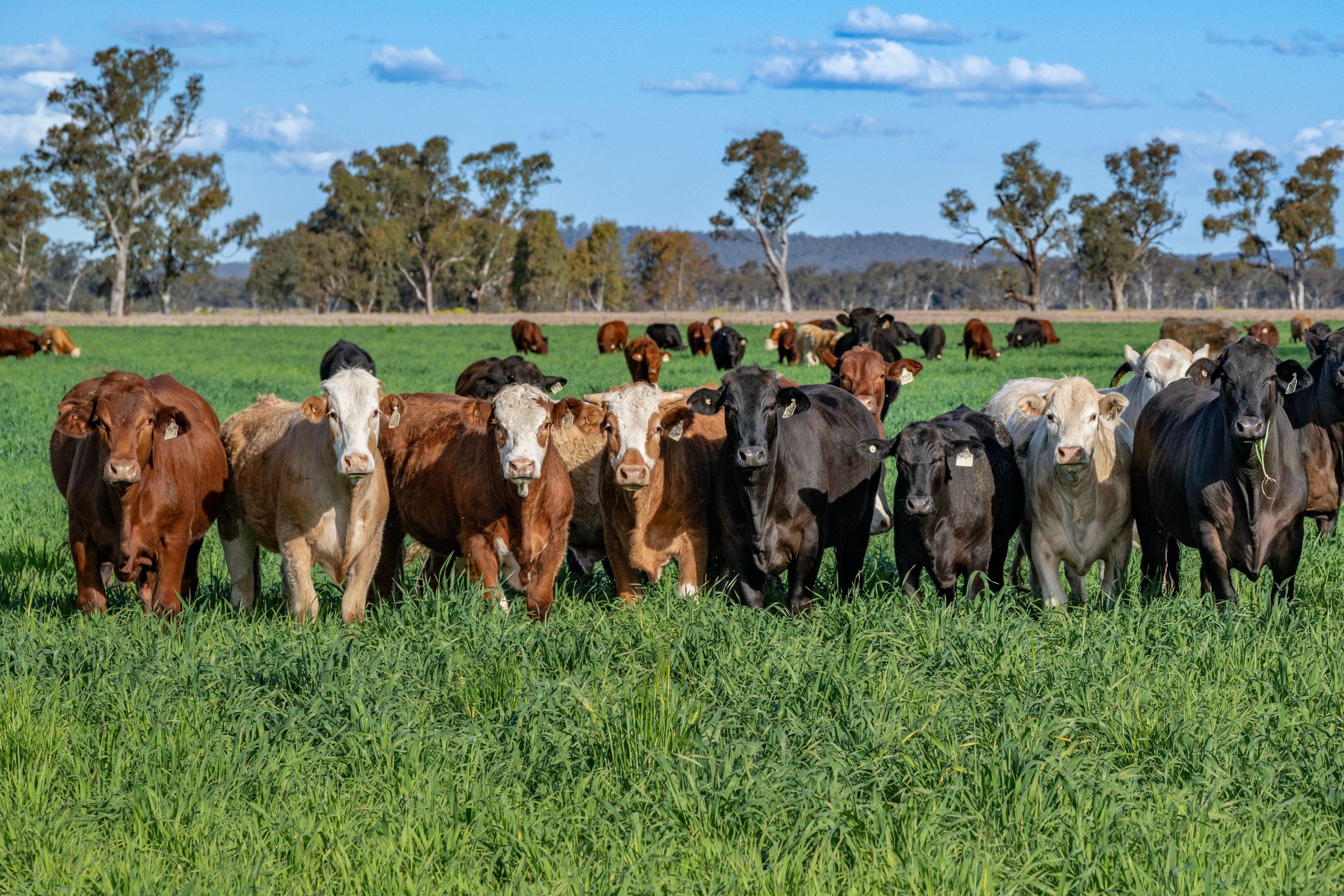 Cropping for Sale: Ellangowan, QLD 4361, QLD, 4361