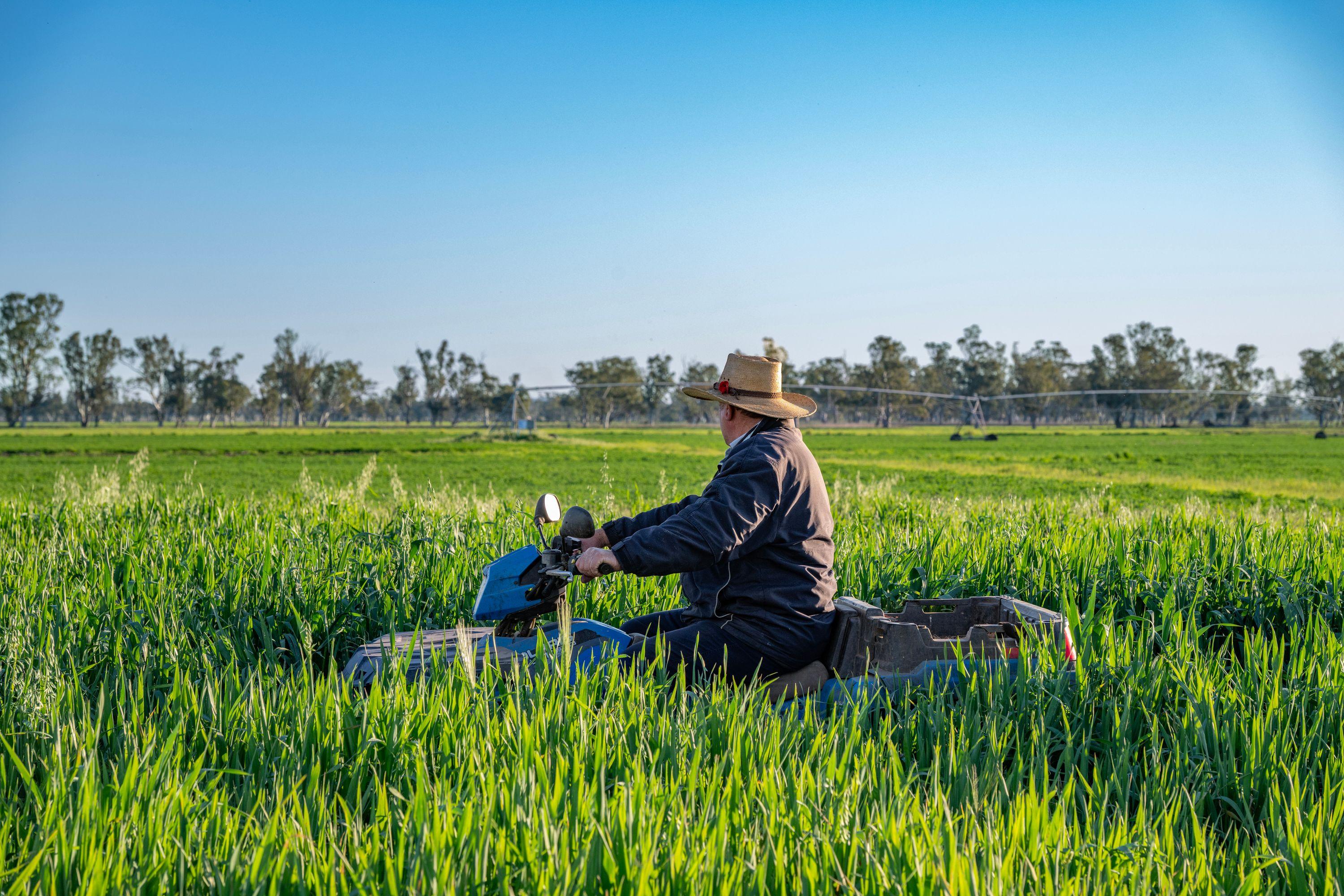 Cropping for Sale: Ellangowan, QLD 4361, QLD, 4361