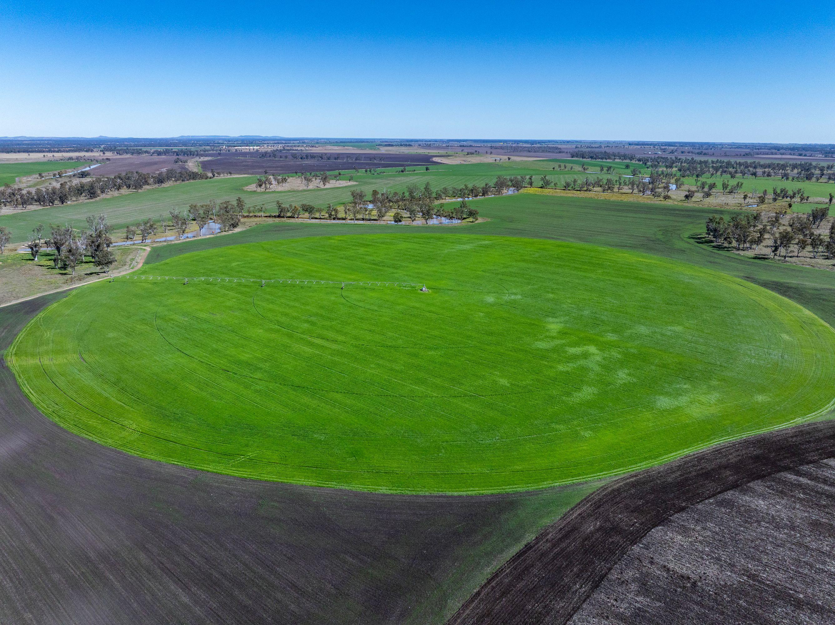 Cropping for Sale: Ellangowan, QLD 4361, QLD, 4361