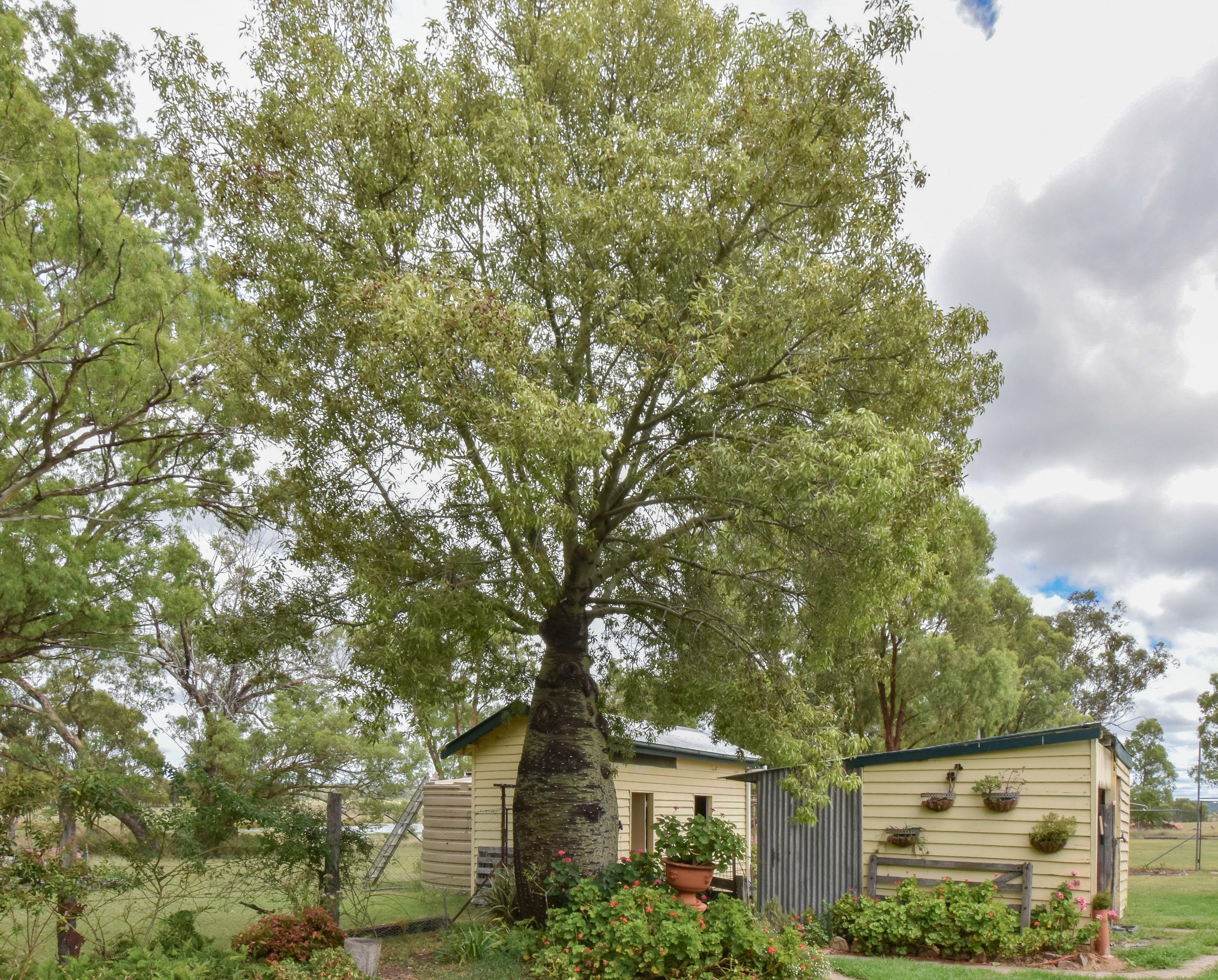 Mixed Farming for Sale: Greenup, QLD 4387, QLD, 4387