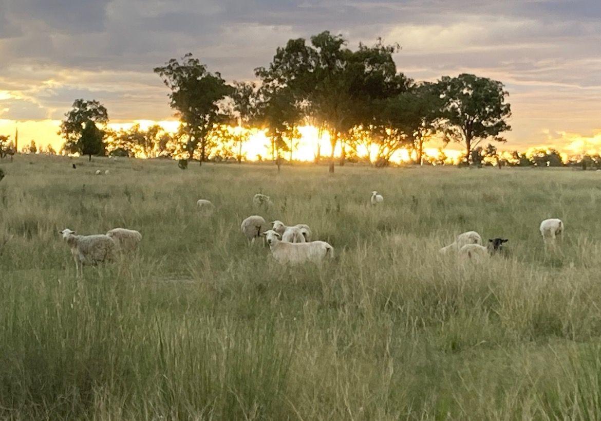 Mixed Farming for Sale: Greenup, QLD 4387, QLD, 4387