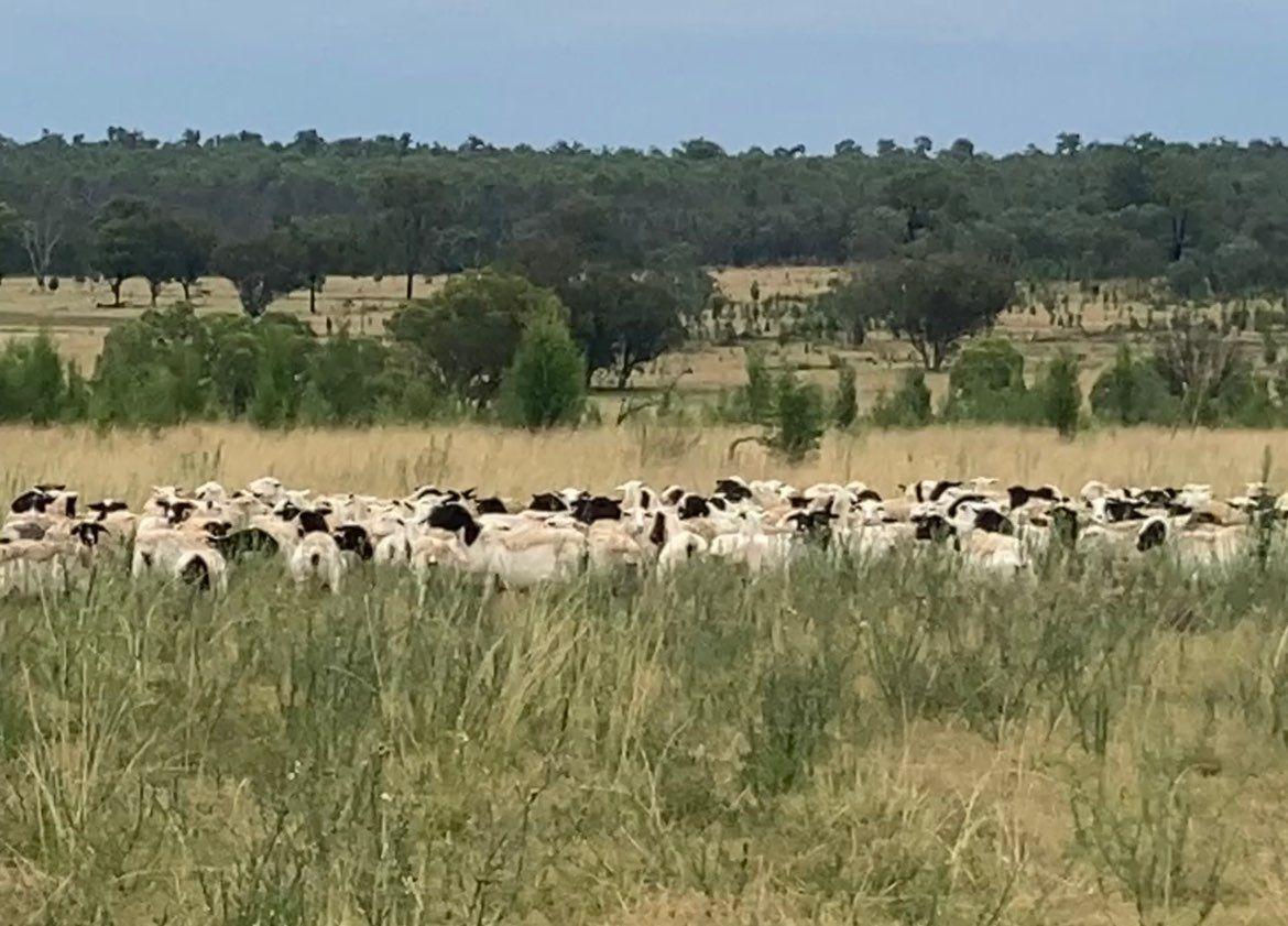 Mixed Farming for Sale: Greenup, QLD 4387, QLD, 4387