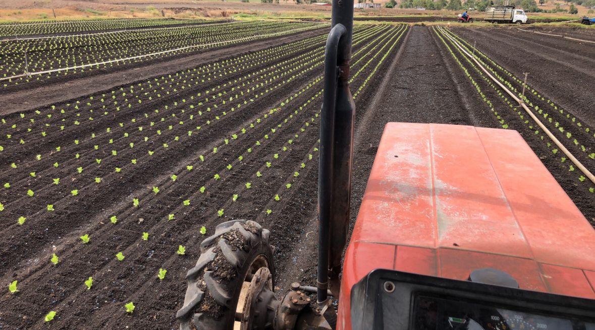 Horticulture for Sale: Finnie, QLD 4350, QLD, 4350