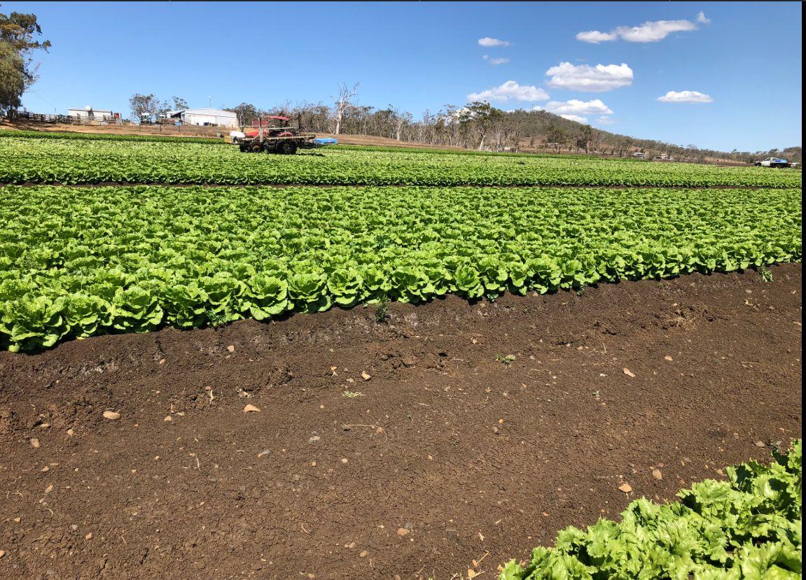 Horticulture for Sale: Finnie, QLD 4350, QLD, 4350