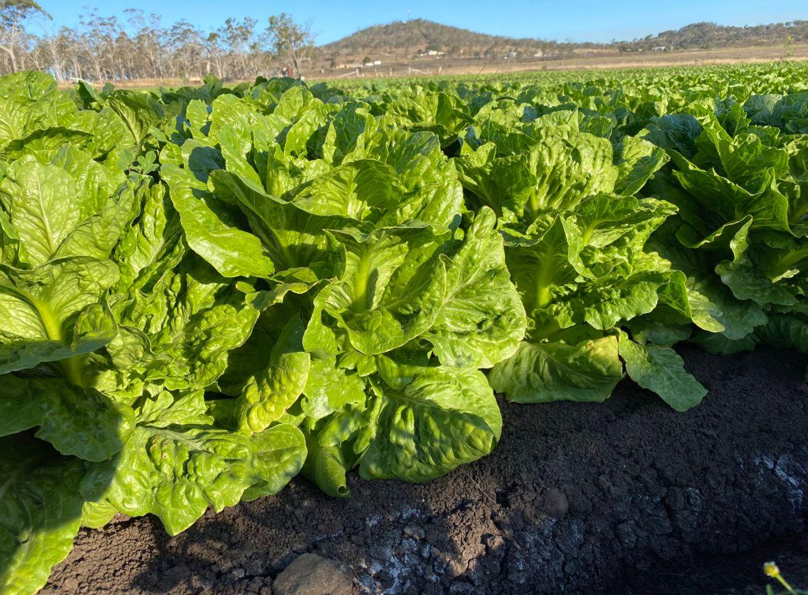 Horticulture for Sale: Finnie, QLD 4350, QLD, 4350