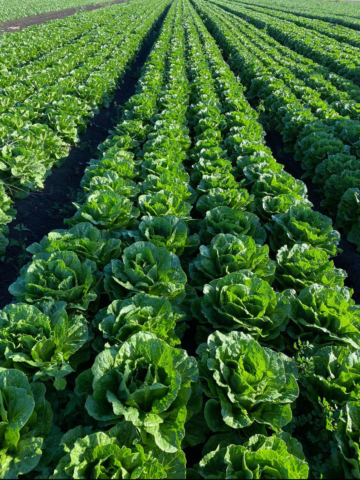 Horticulture for Sale: Finnie, QLD 4350, QLD, 4350
