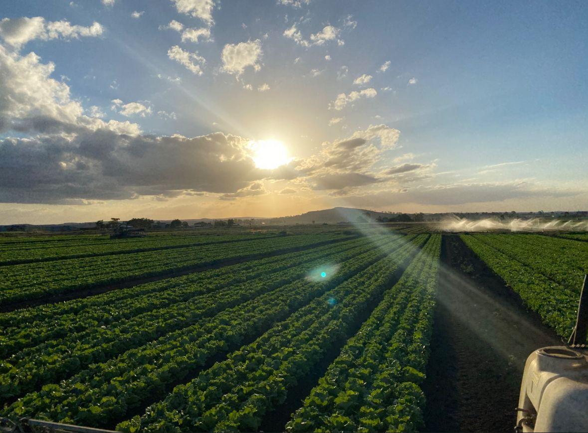 Horticulture for Sale: Finnie, QLD 4350, QLD, 4350