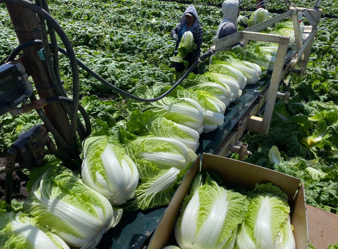 Horticulture for Sale: Finnie, QLD 4350, QLD, 4350