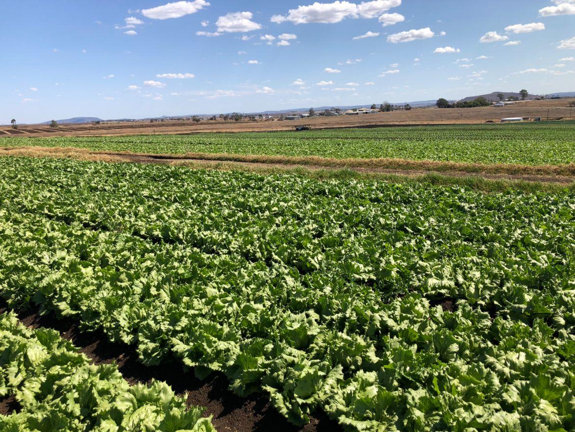 Horticulture for Sale: Finnie, QLD 4350, QLD, 4350