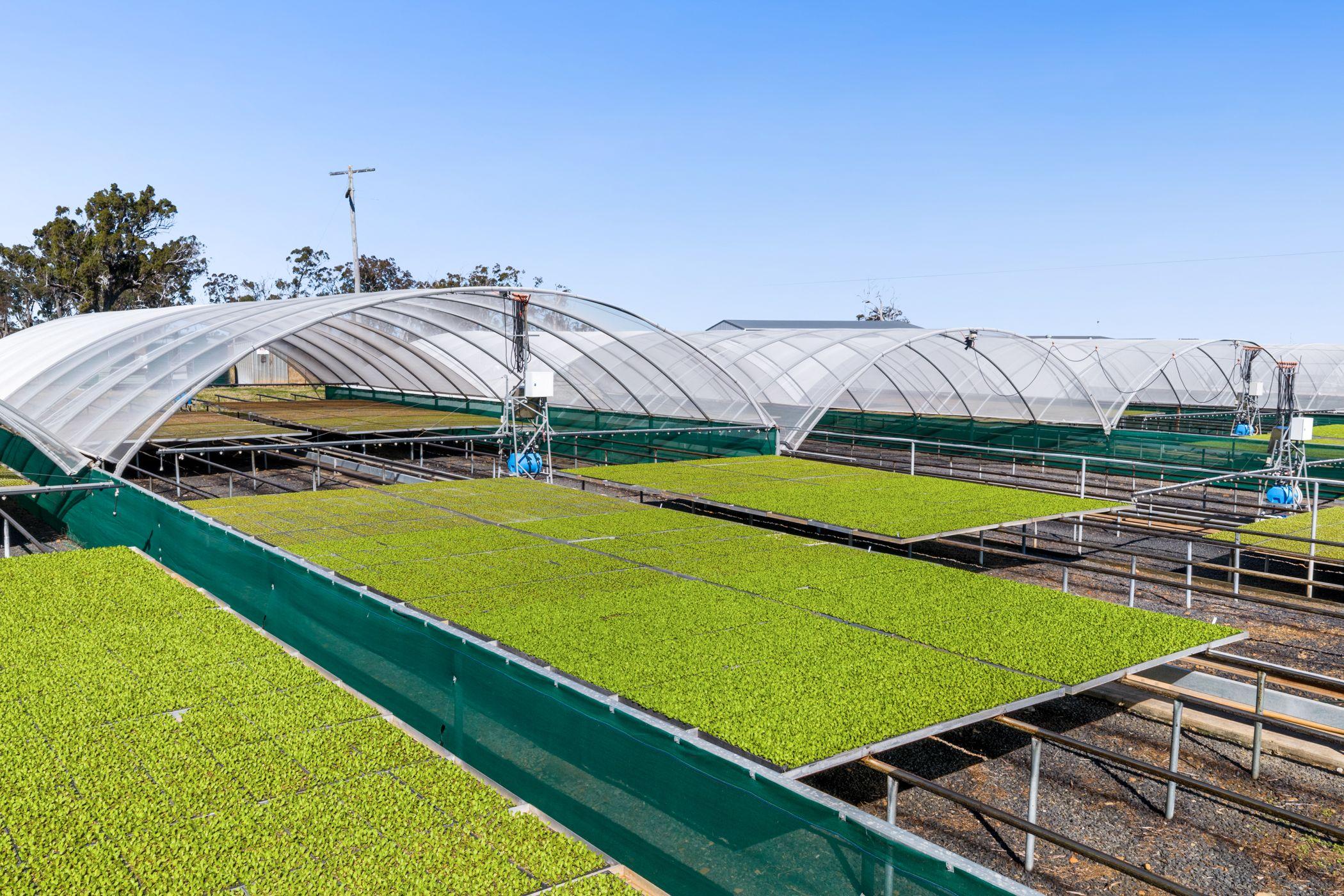 Horticulture for Sale: Finnie, QLD 4350, QLD, 4350