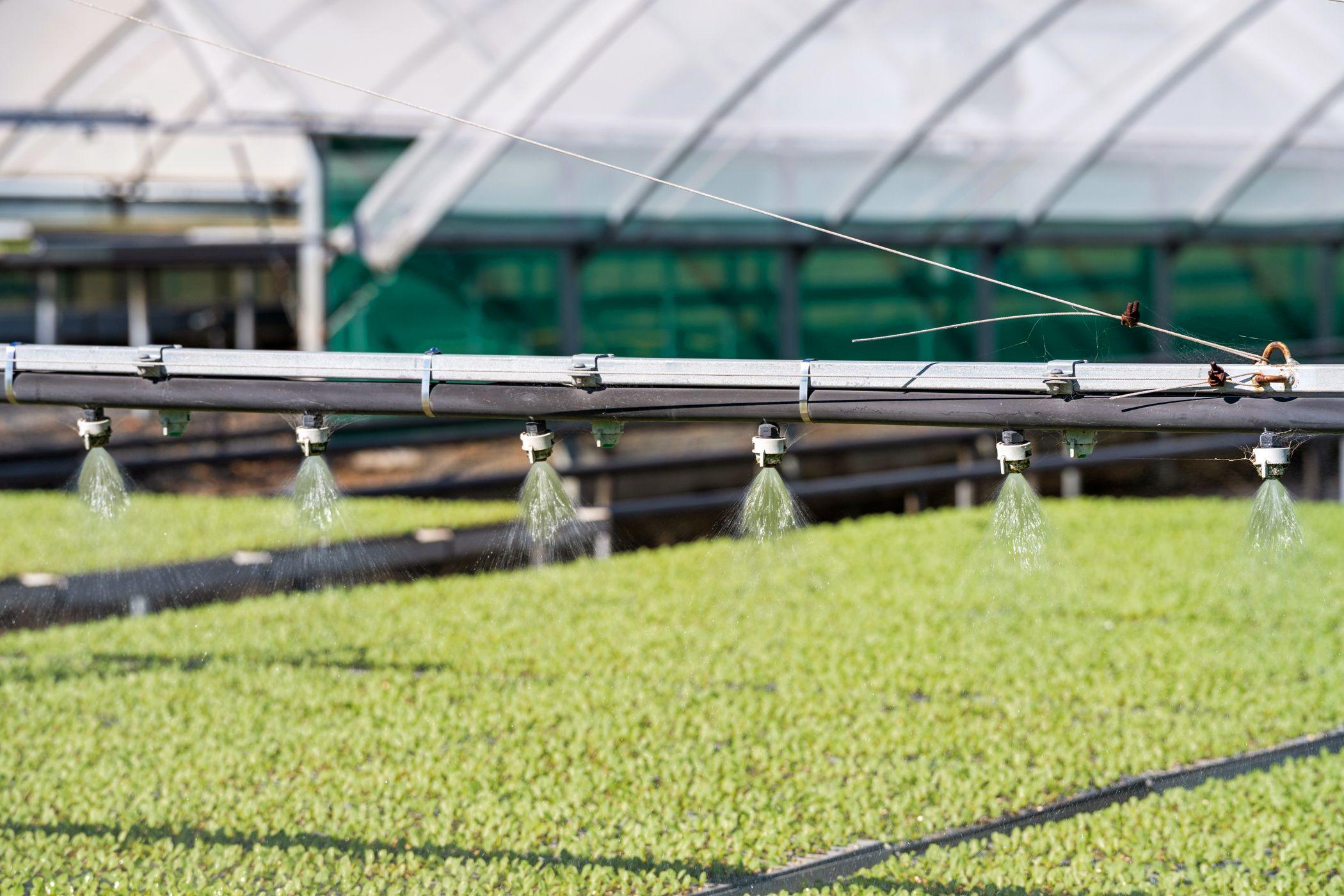 Horticulture for Sale: Finnie, QLD 4350, QLD, 4350