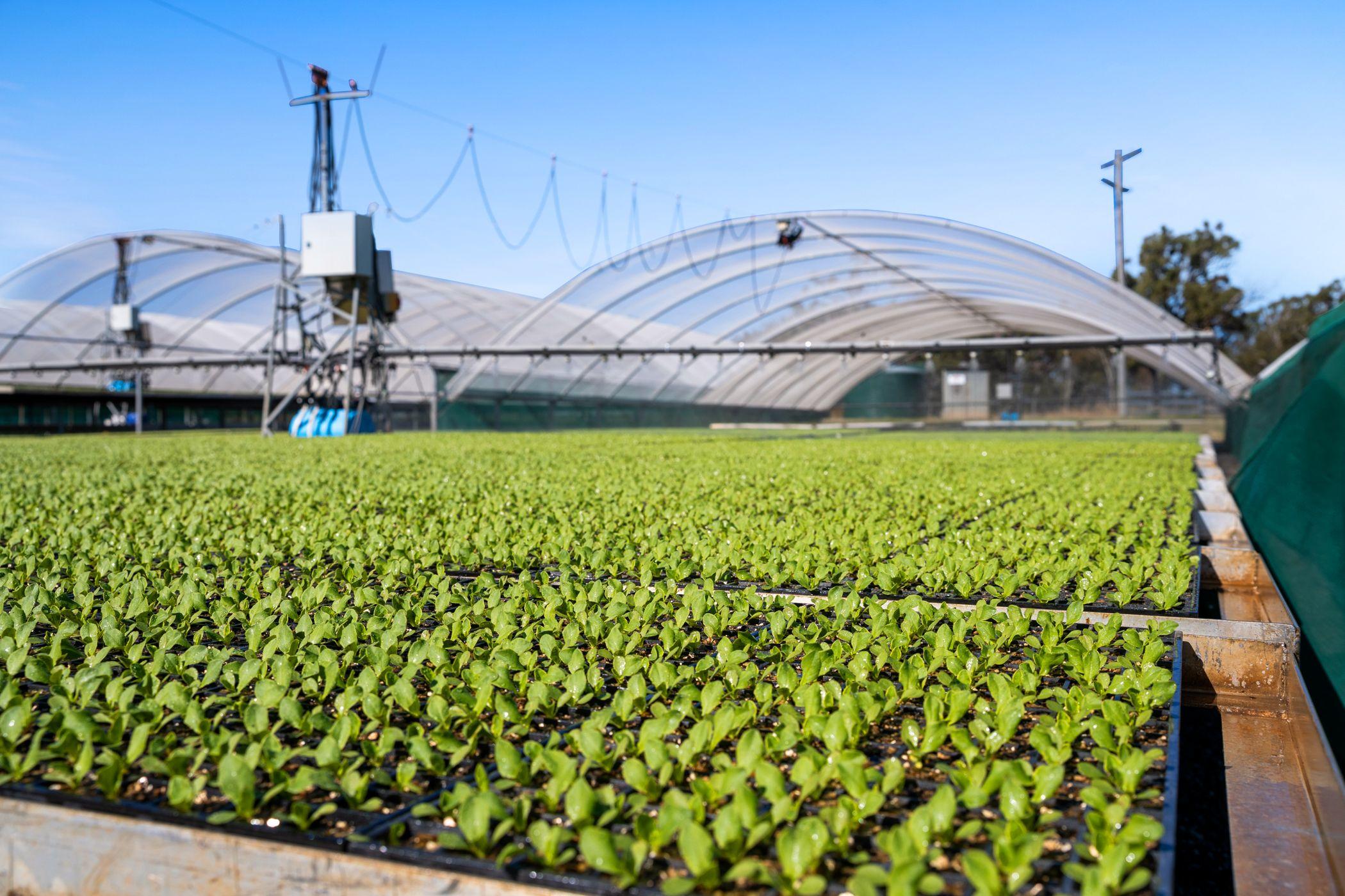 Horticulture for Sale: Finnie, QLD 4350, QLD, 4350