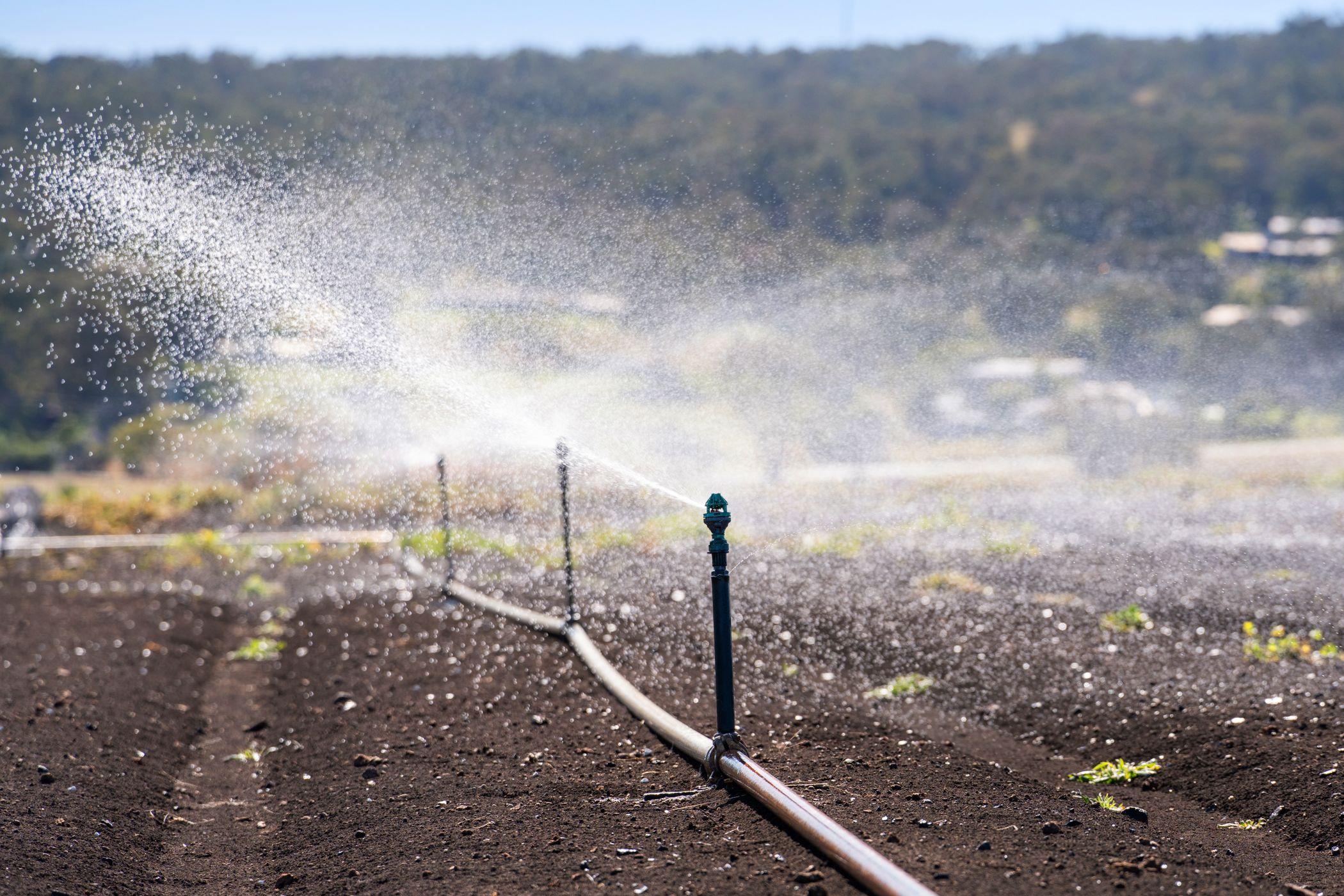 Horticulture for Sale: Finnie, QLD 4350, QLD, 4350