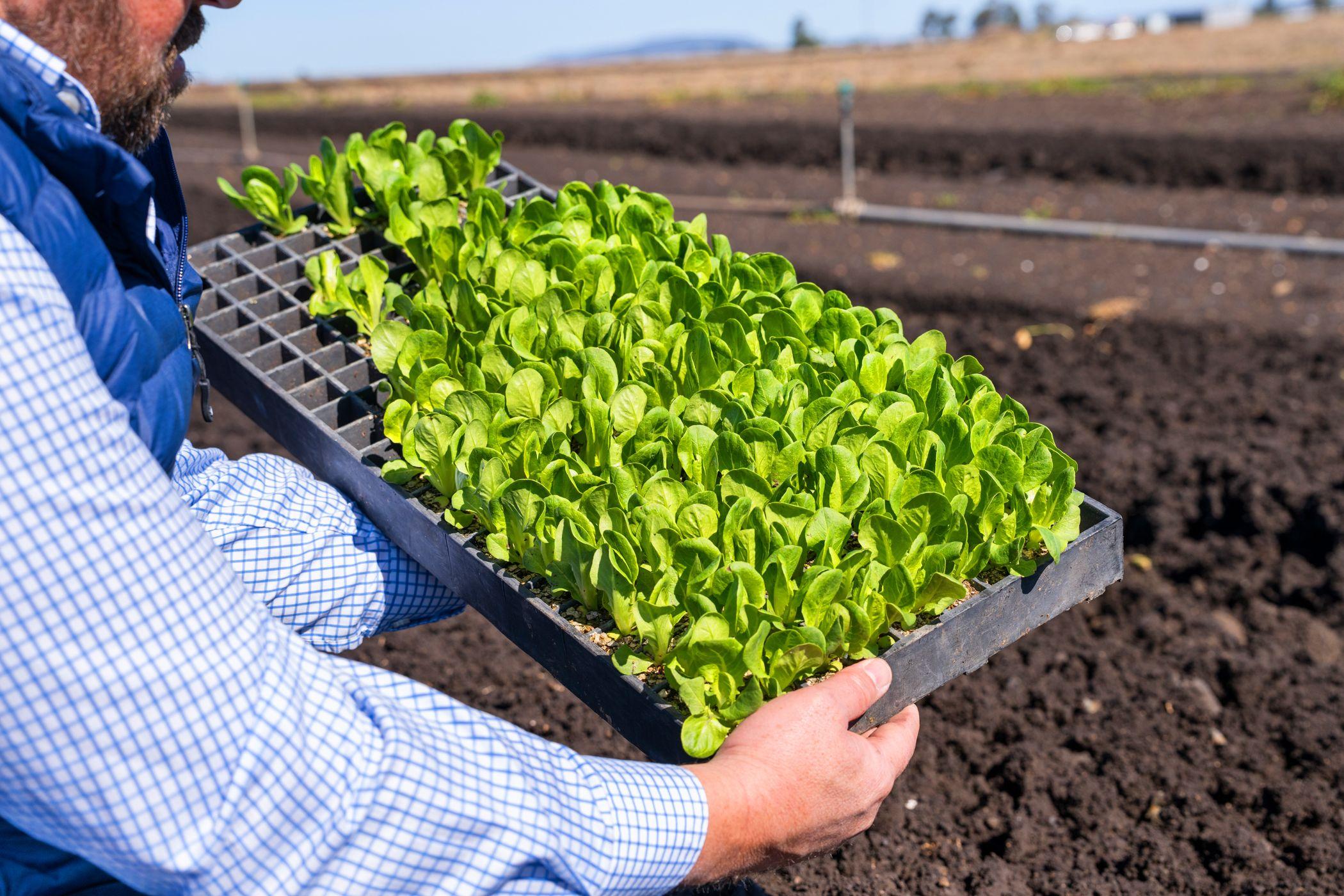 Horticulture for Sale: Finnie, QLD 4350, QLD, 4350