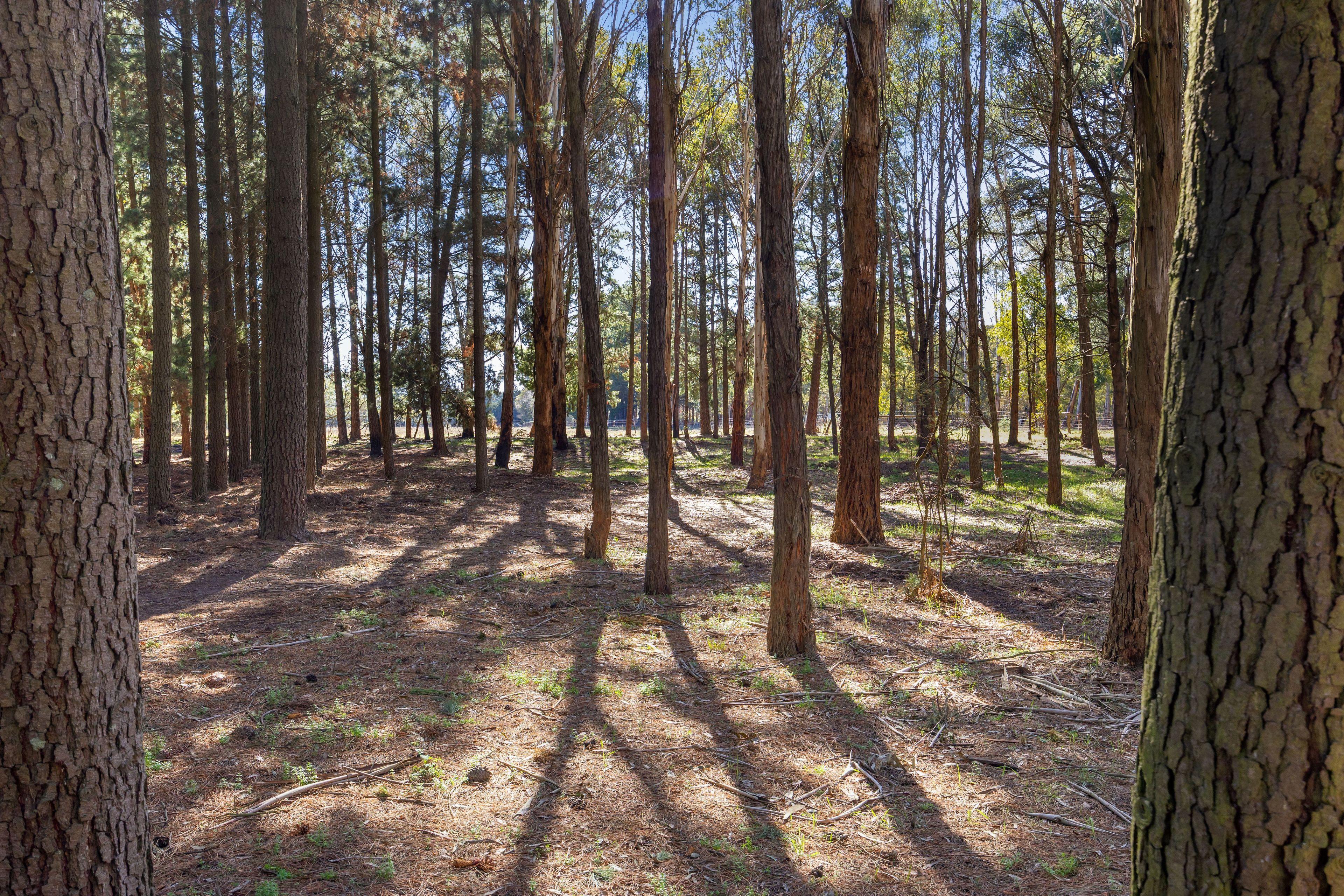 Land for Sale: Dunnstown, VIC 3352, VIC, 3352