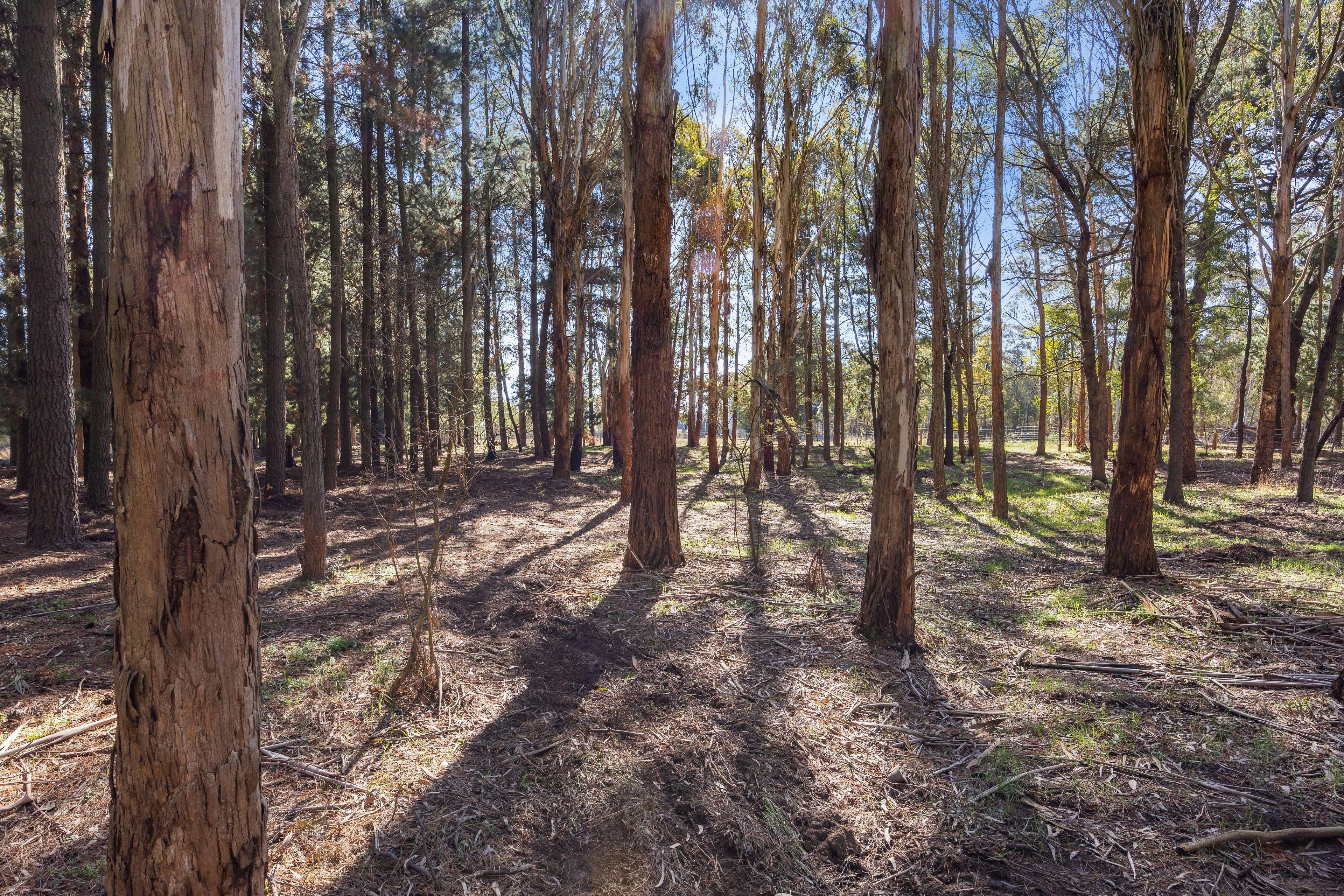 Land for Sale: Dunnstown, VIC 3352, VIC, 3352
