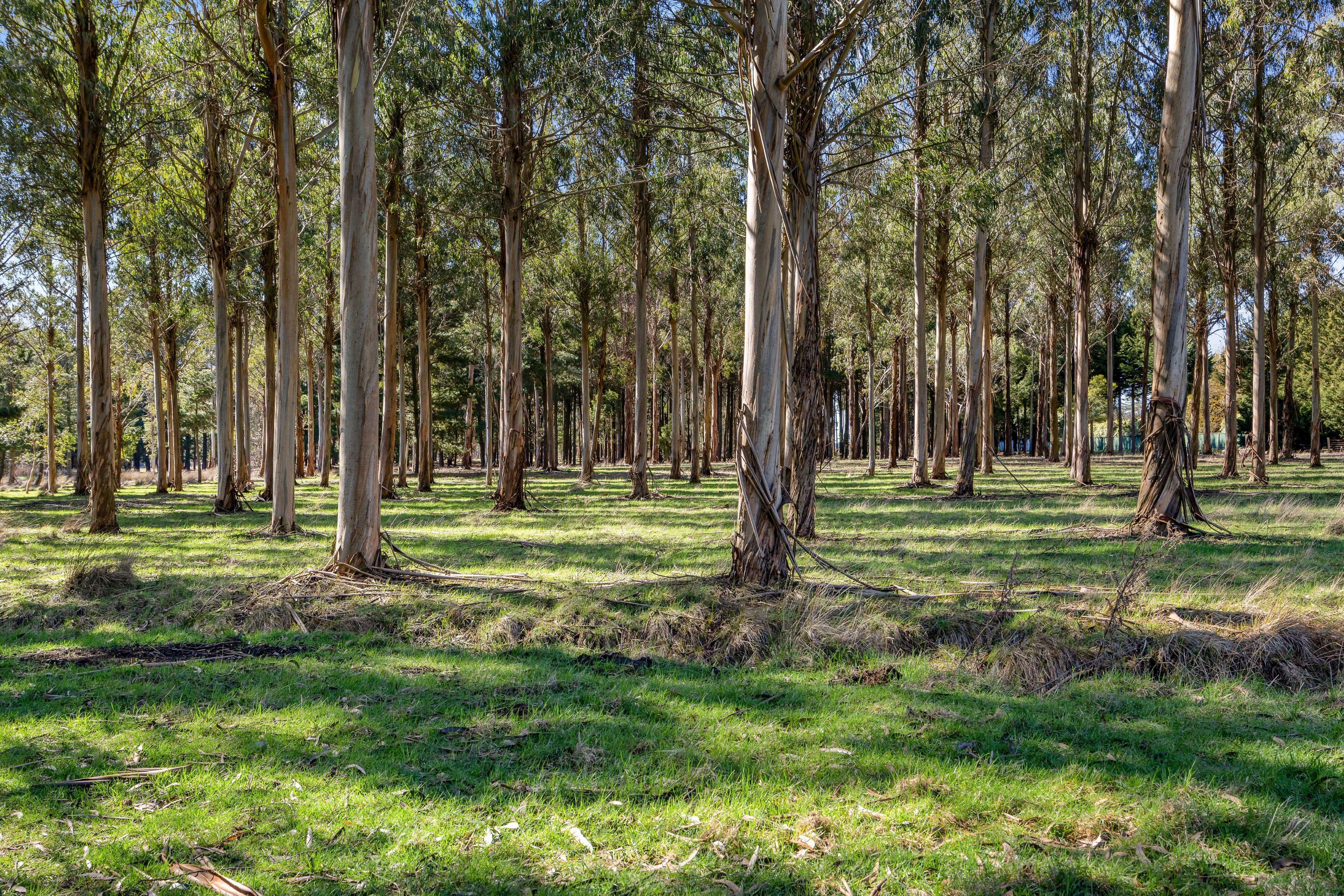 Land for Sale: Dunnstown, VIC 3352, VIC, 3352