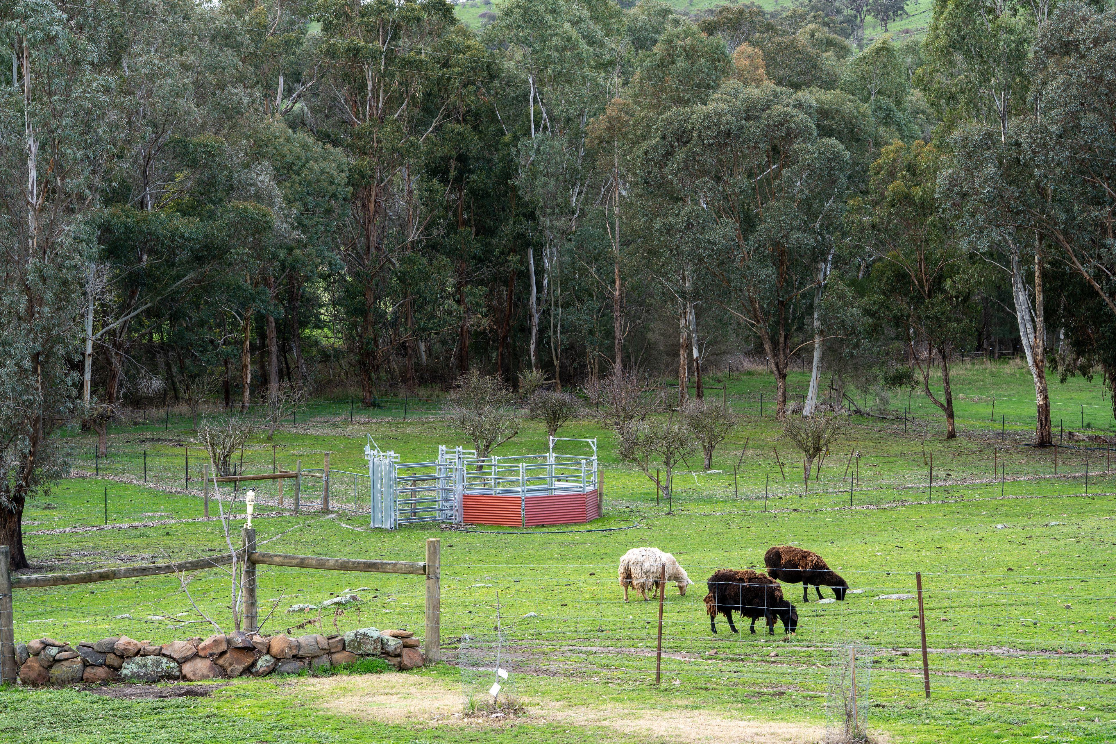 Lifestyle for Sale: Tallarook, VIC 3659, VIC, 3659