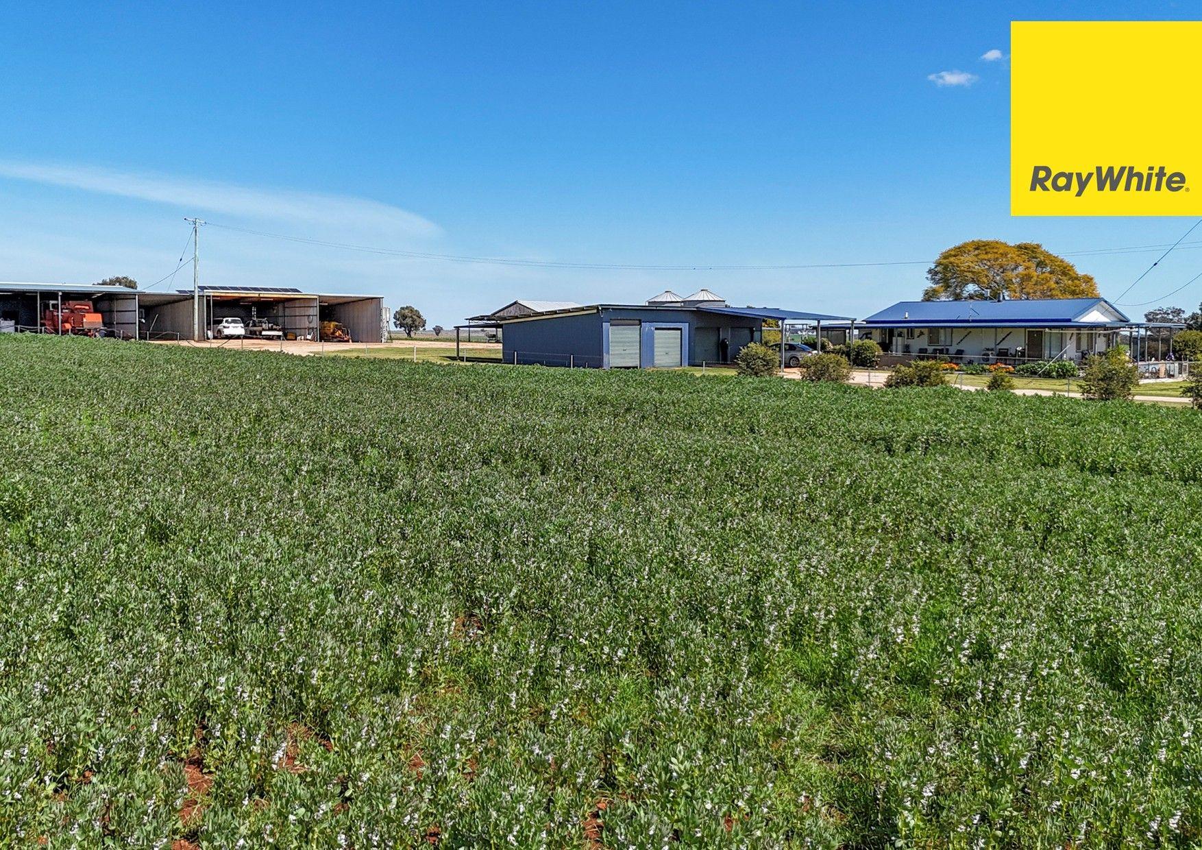 Cropping for Sale: Inverell, NSW 2360, NSW, 2360
