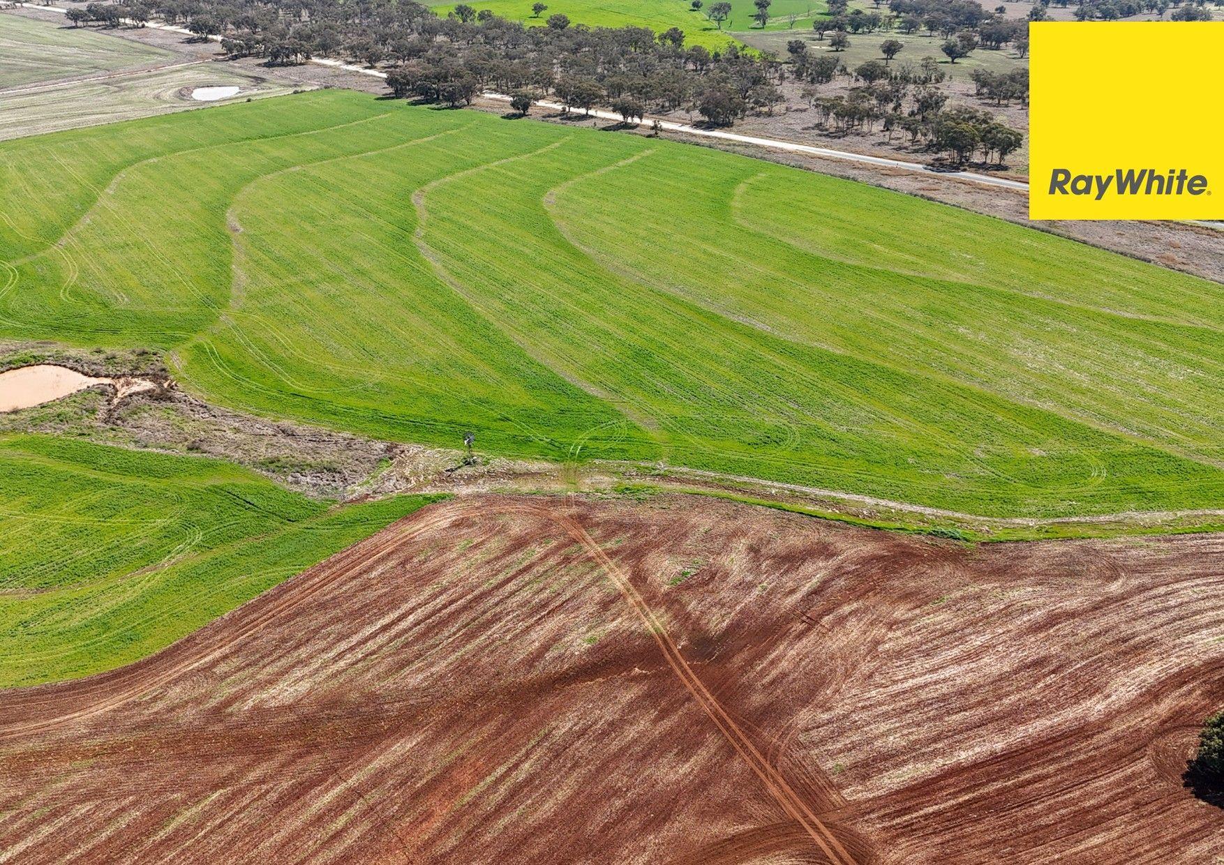 Cropping for Sale: Inverell, NSW 2360, NSW, 2360