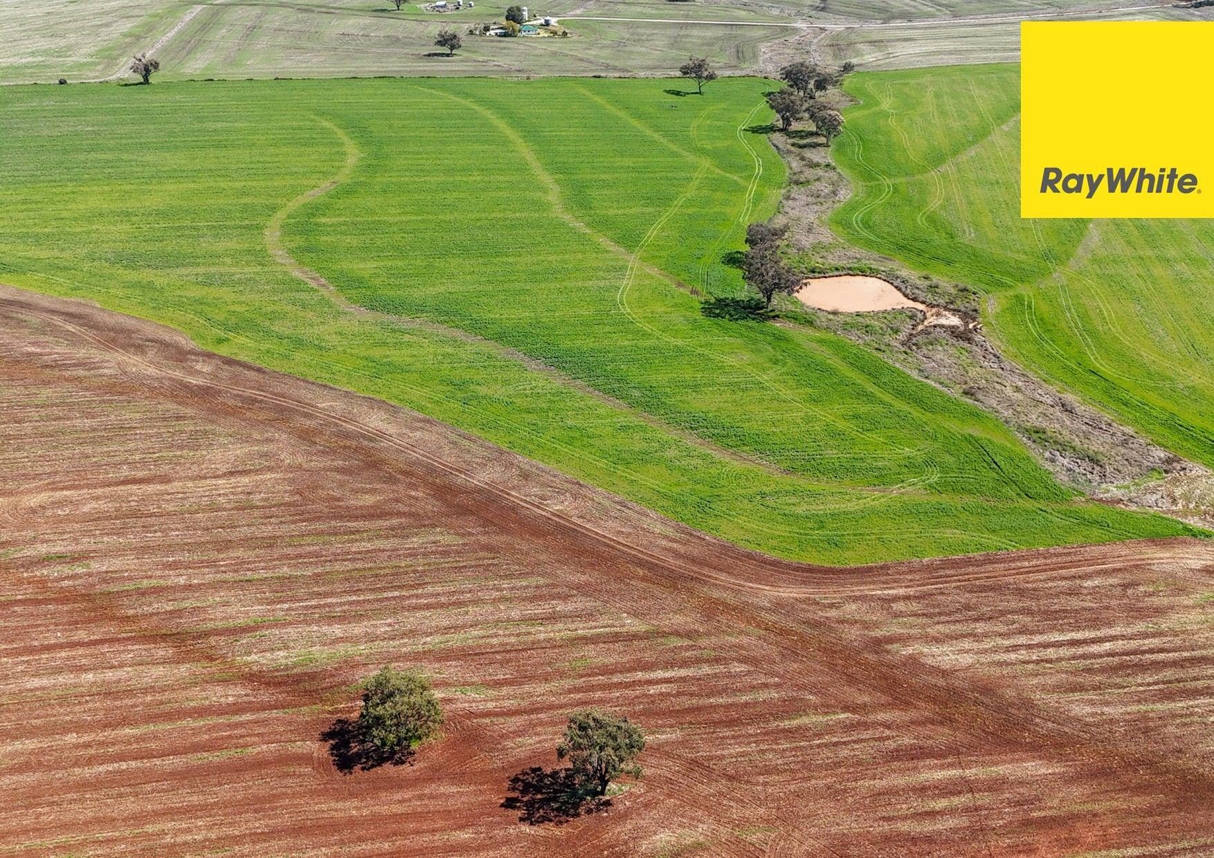 Cropping for Sale: Inverell, NSW 2360, NSW, 2360