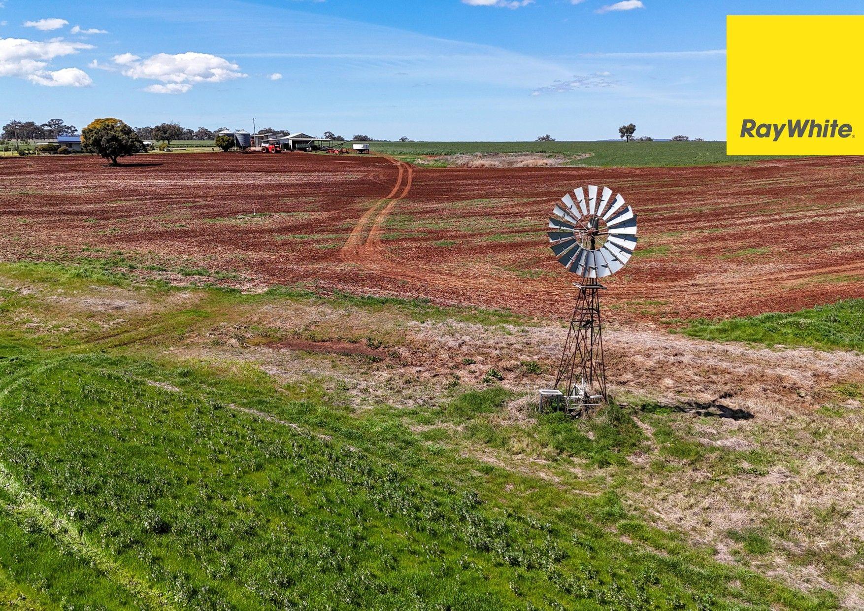 Cropping for Sale: Inverell, NSW 2360, NSW, 2360