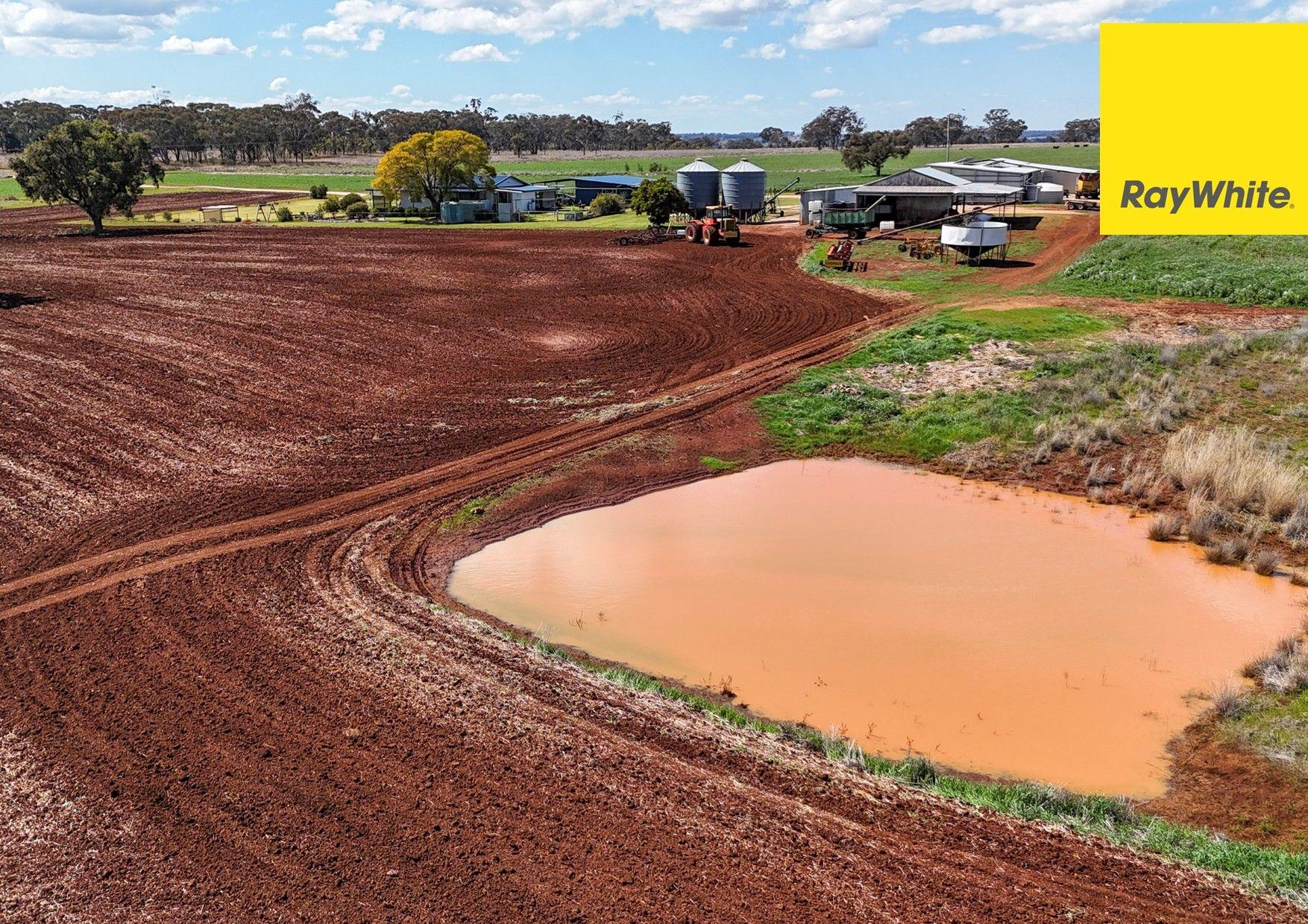 Cropping for Sale: Inverell, NSW 2360, NSW, 2360