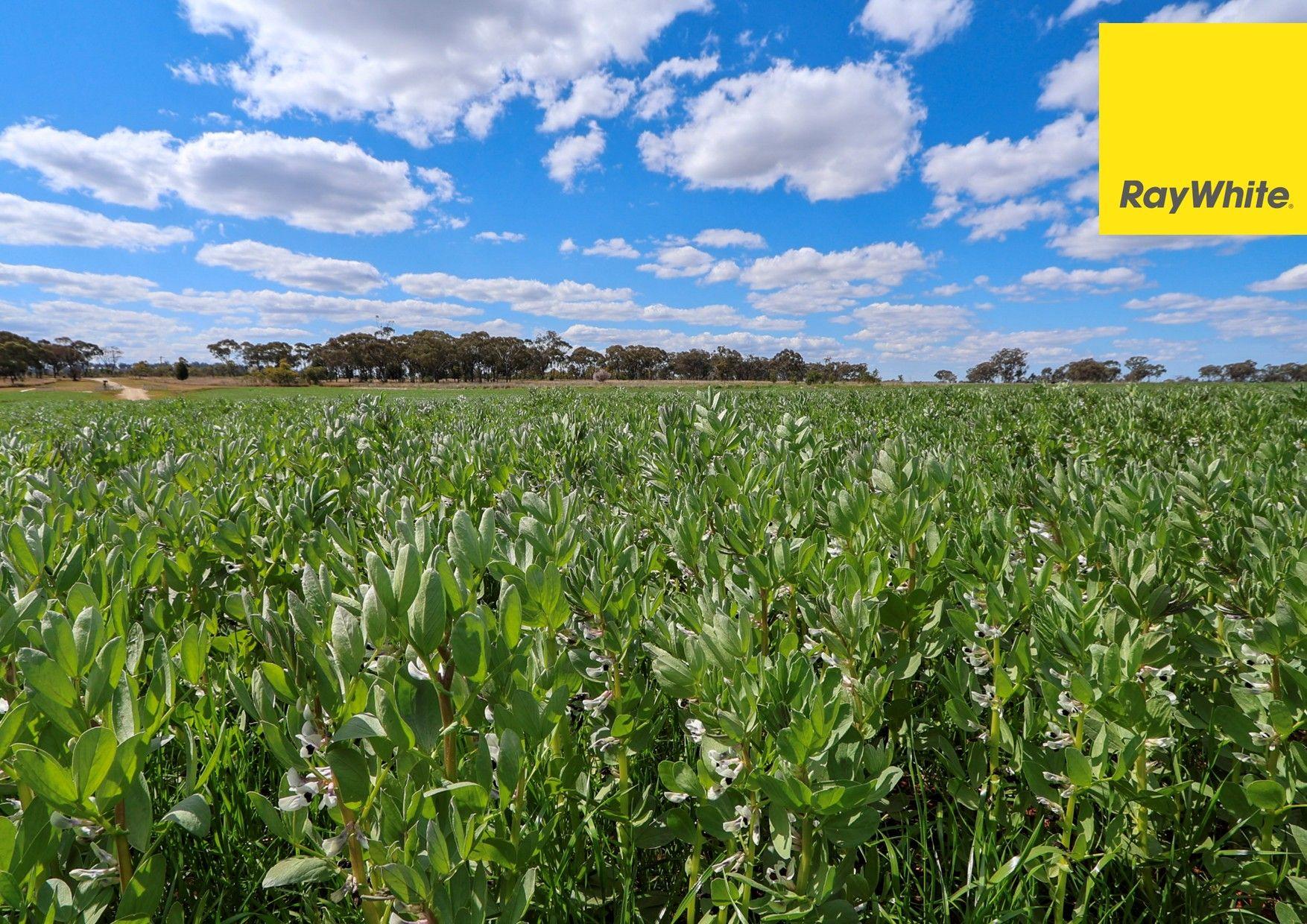 Cropping for Sale: Inverell, NSW 2360, NSW, 2360