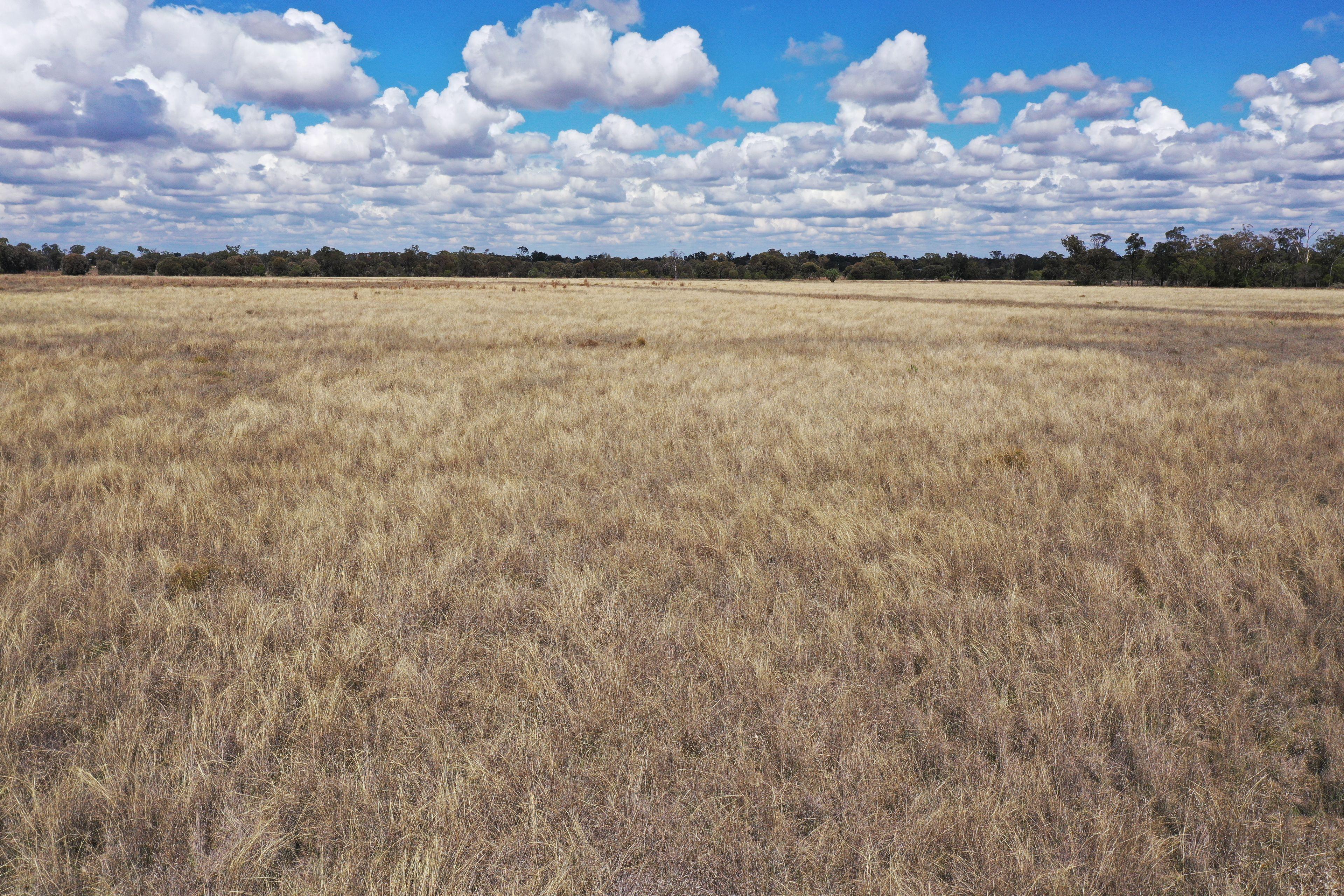 Prop-GPT: Livestock: QLD Wallumbilla, QLD 4428 Rural