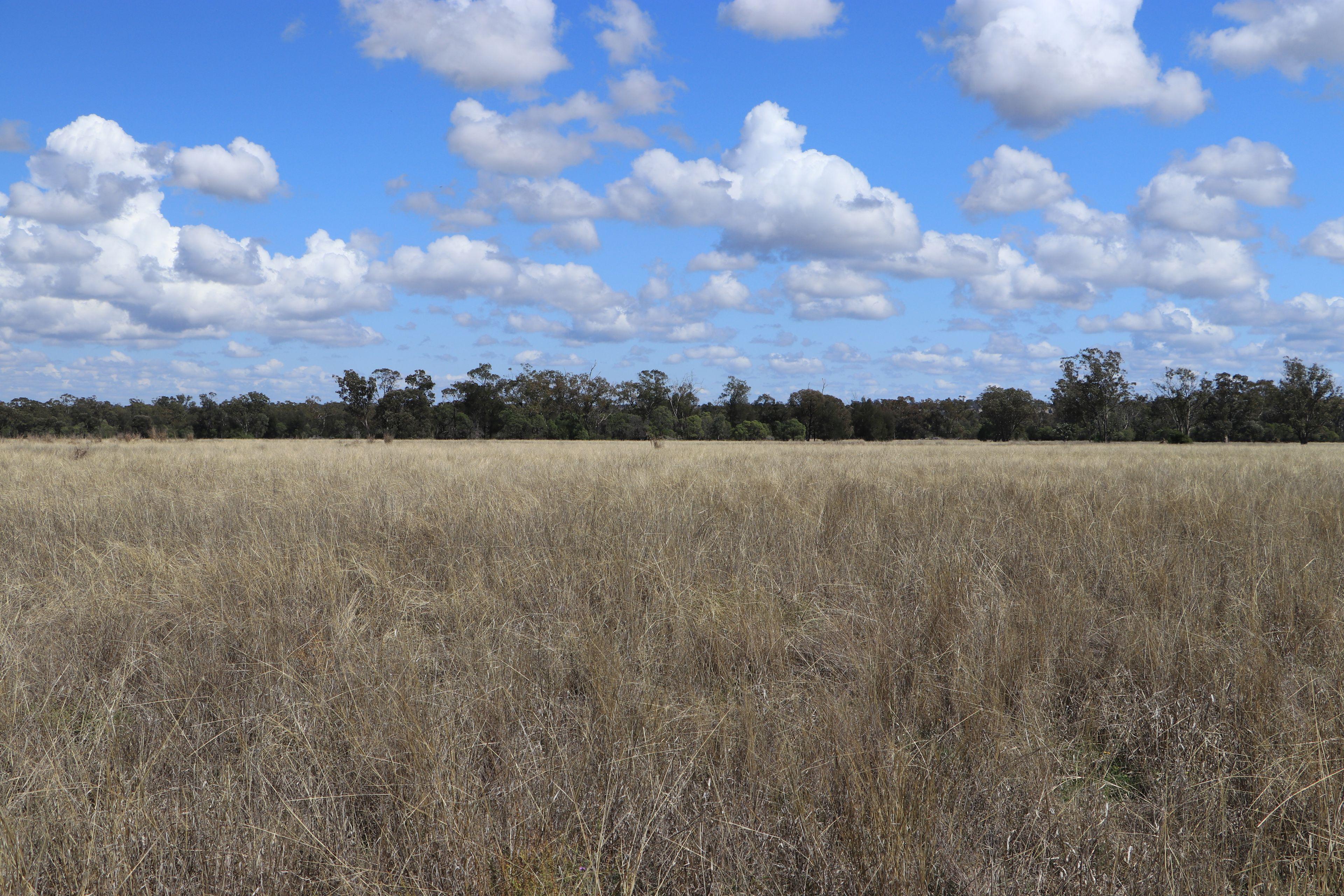 Livestock for Sale: Wallumbilla, QLD 4428, QLD, 4428