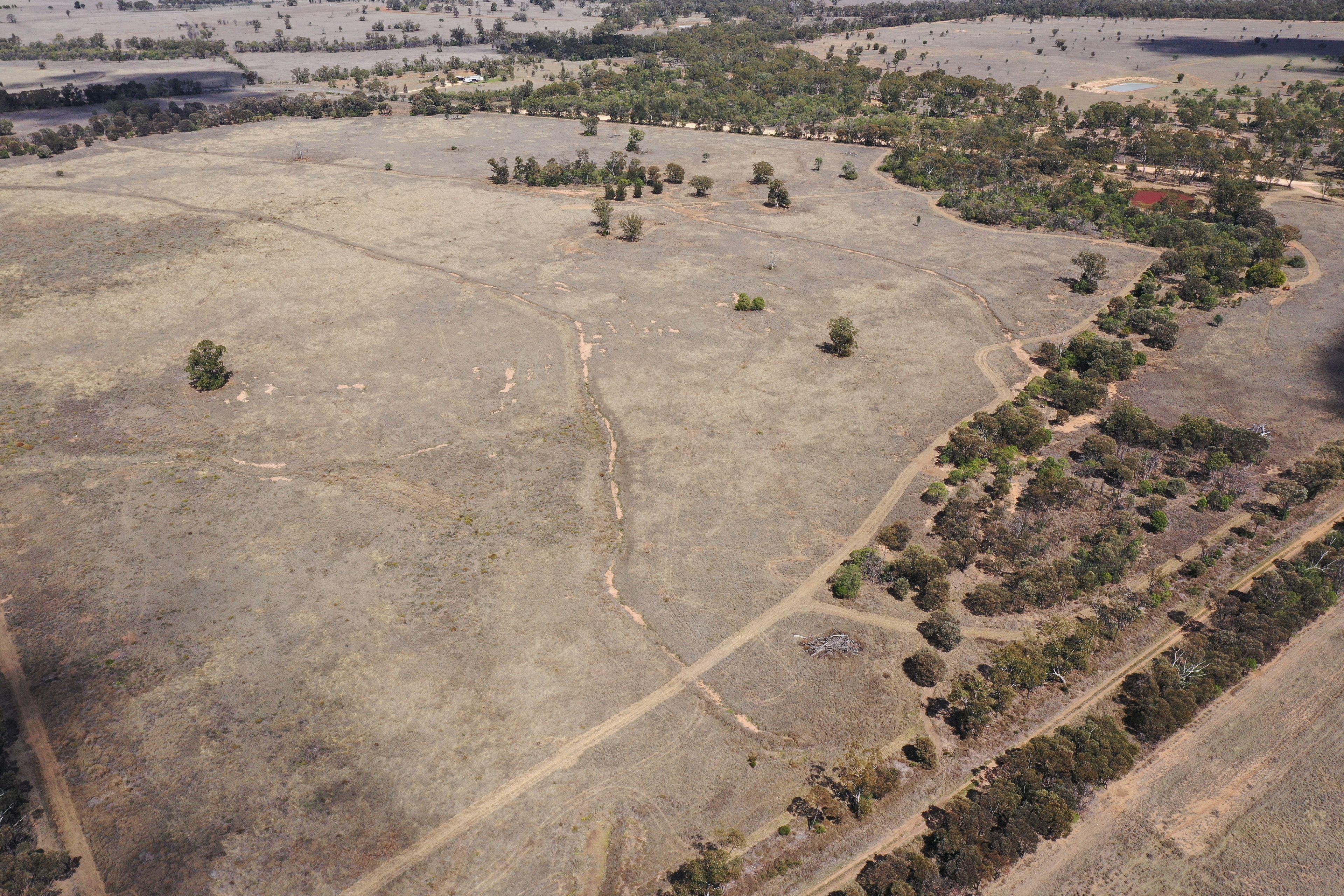 Livestock for Sale: Wallumbilla, QLD 4428, QLD, 4428
