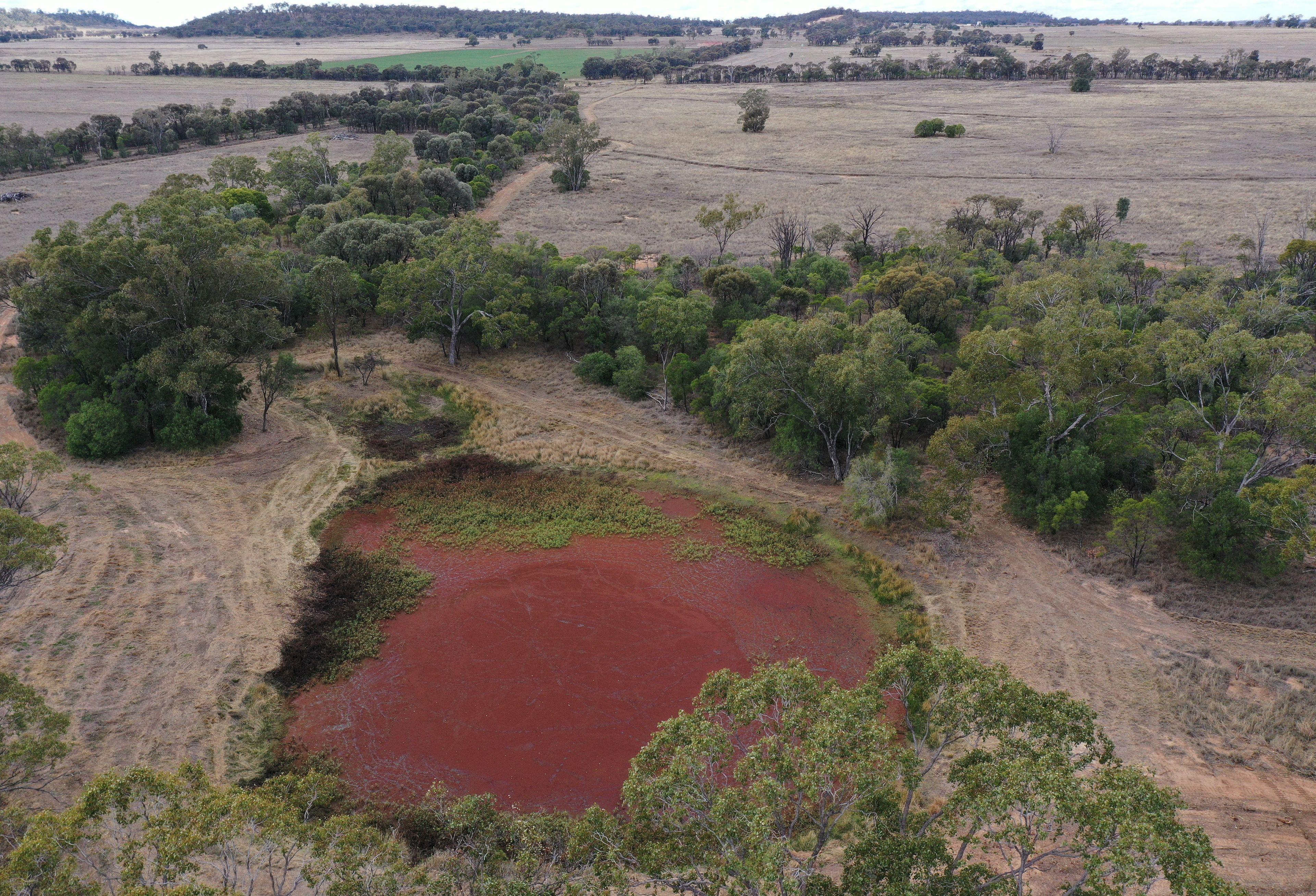 Livestock for Sale: Wallumbilla, QLD 4428, QLD, 4428