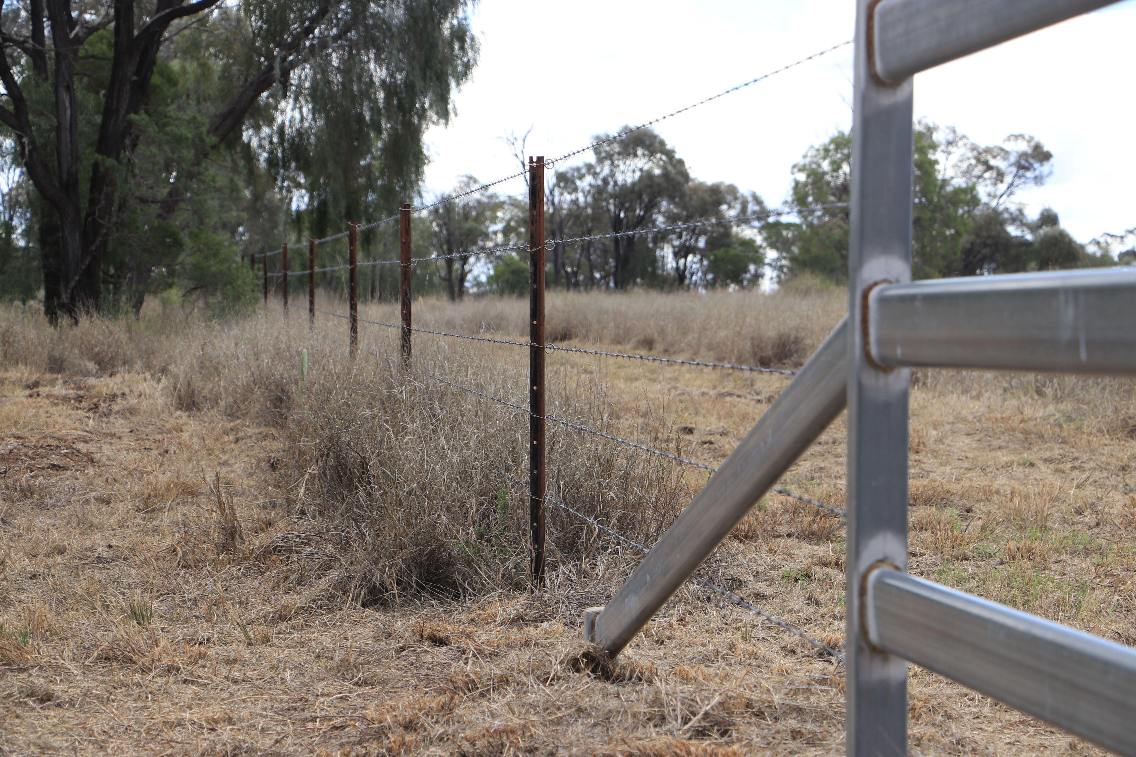 Livestock for Sale: Wallumbilla, QLD 4428, QLD, 4428